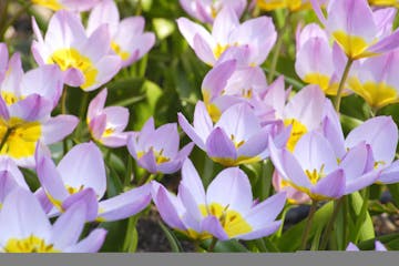 credit: getty images/istock
Species Tulip