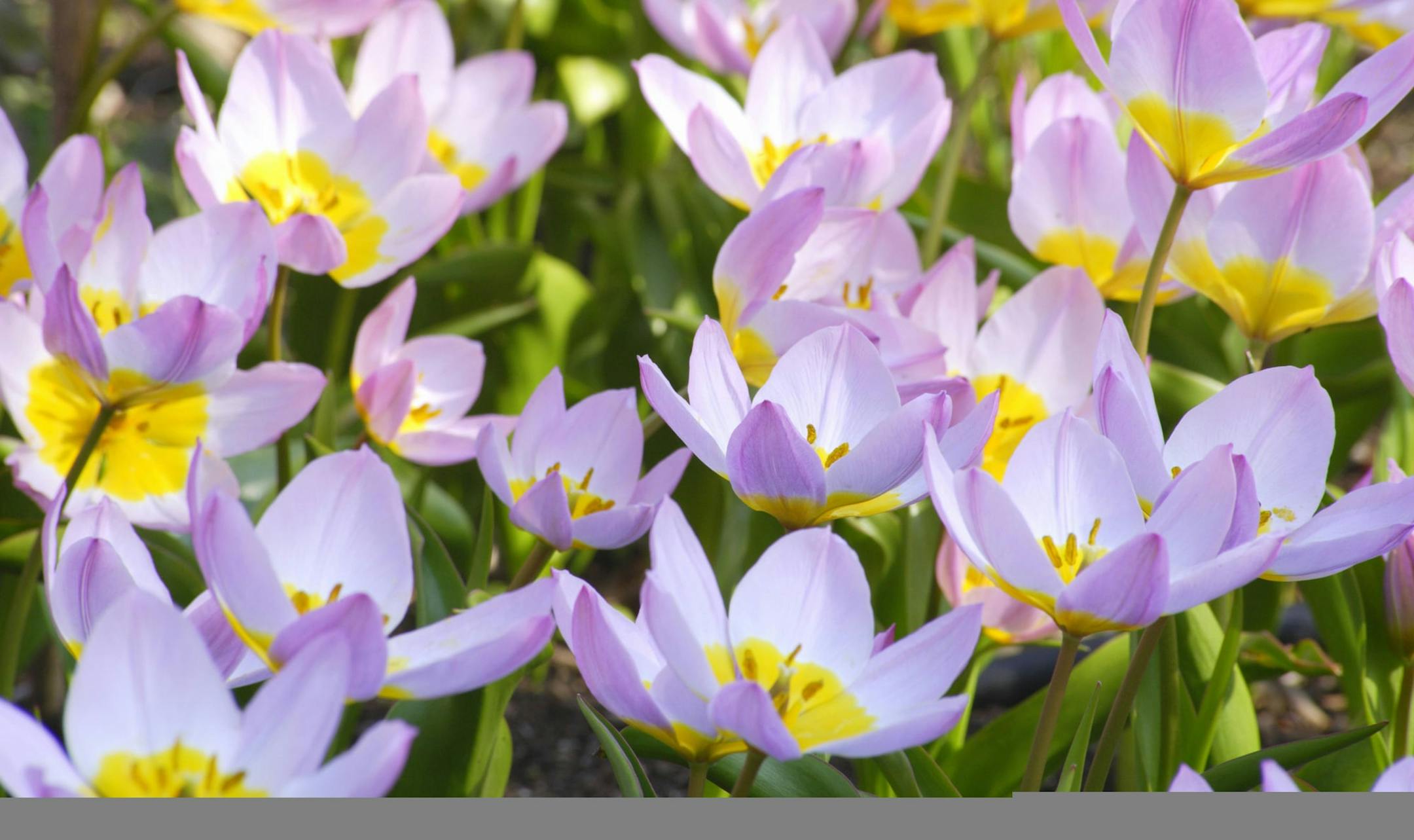 credit: getty images/istock
Species Tulip