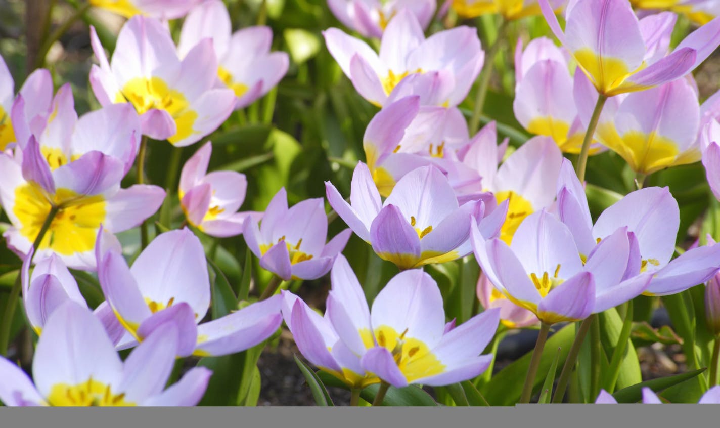 credit: getty images/istock
Species Tulip