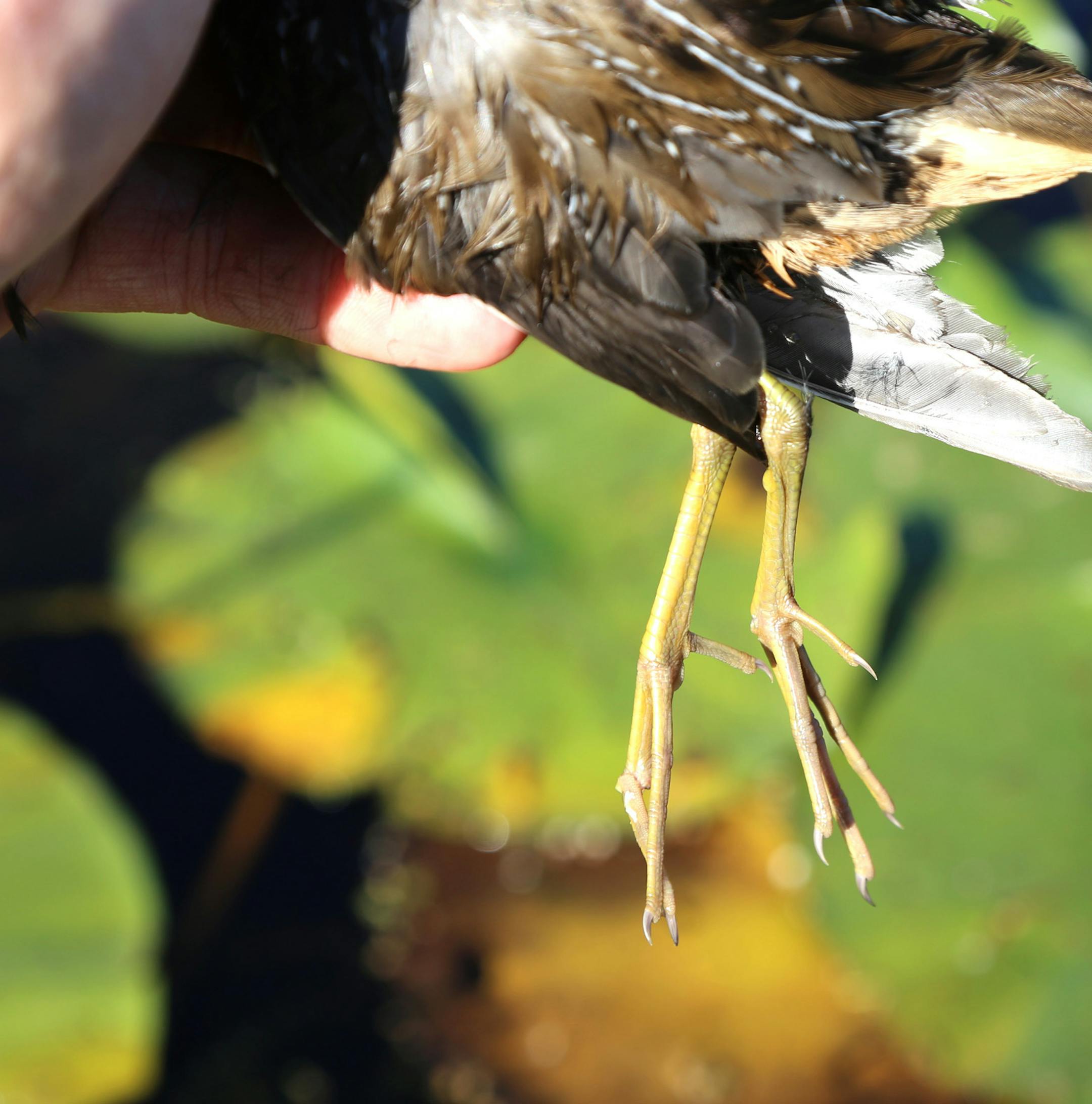 Sora rails are small But their legs and feet are delicate and long &#x201a;&#xc4;&#xee; allowing these marsh birds to walk atop the thinnest strands of wild rive and other aquatic vegetation.