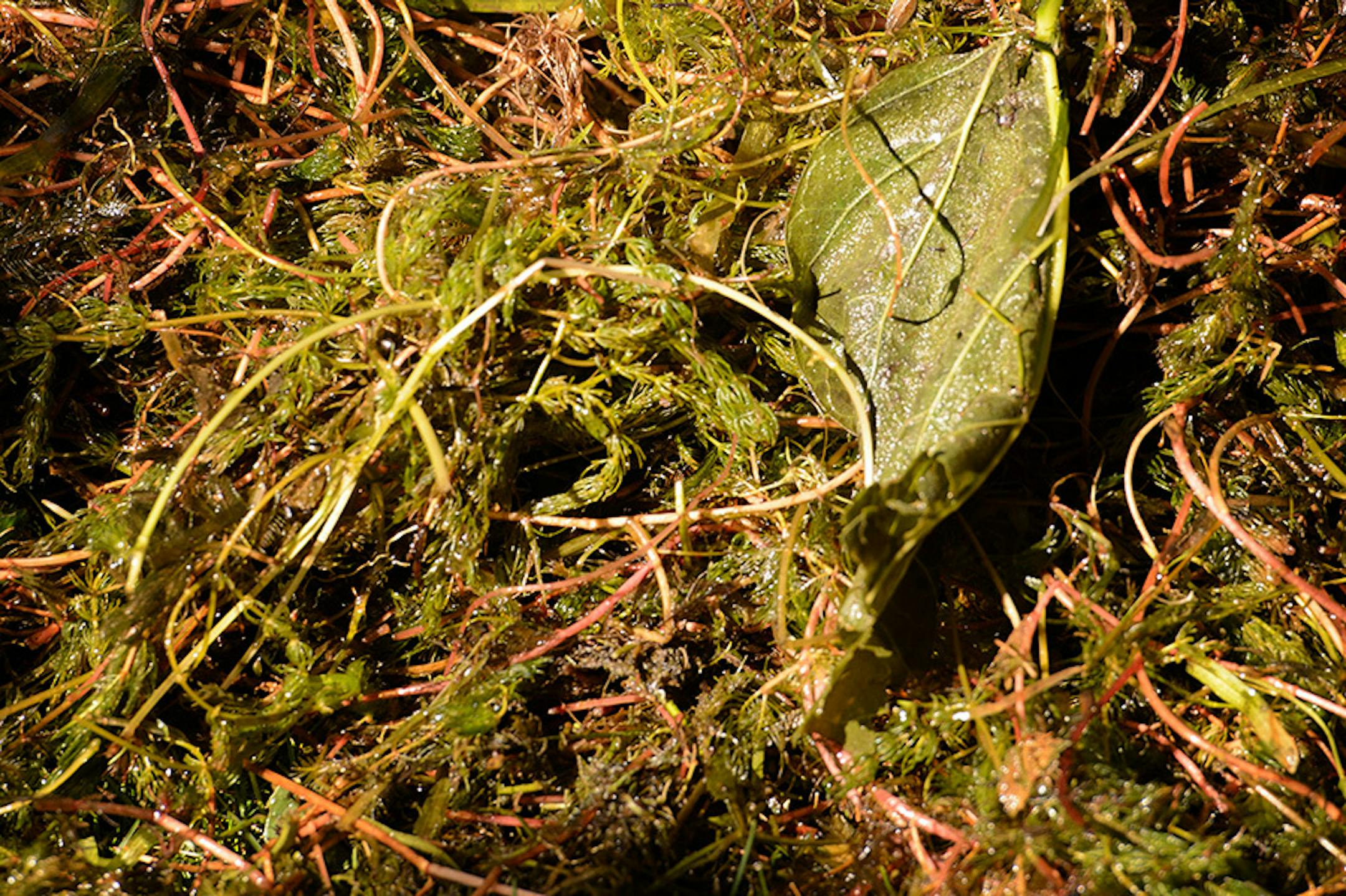 Milfoil and other lake weeds pulled from Lake Minnetonka.