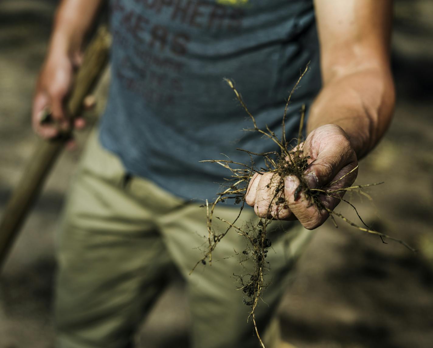 Falcon Heights' Quentin Nguyen is a skilled gardener who can identify weed roots that might spread all over if he just tilled the soil wholesale.] RICHARD TSONG-TAATARII ¥ richard.tsong-taatarii@startribune.com