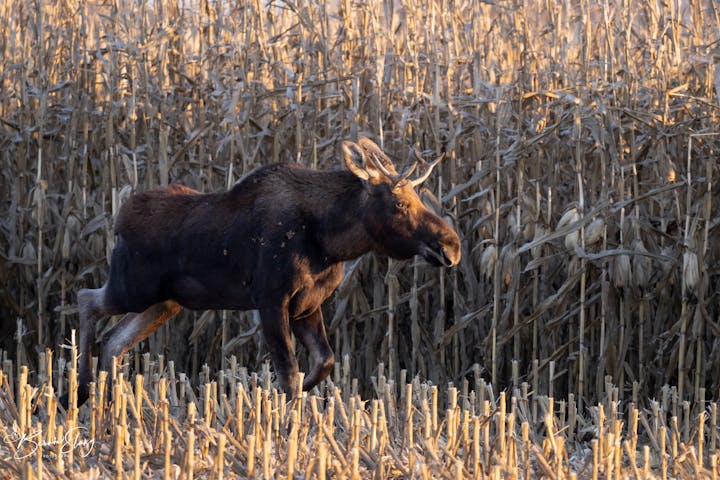 A 'moose on the loose' in central Minnesota draws thousands