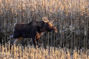 A young moose stands near a road southwest of Grove City, Minn., on Oct. 29. Fans have been following the moose’s movements through a “Central MN 
