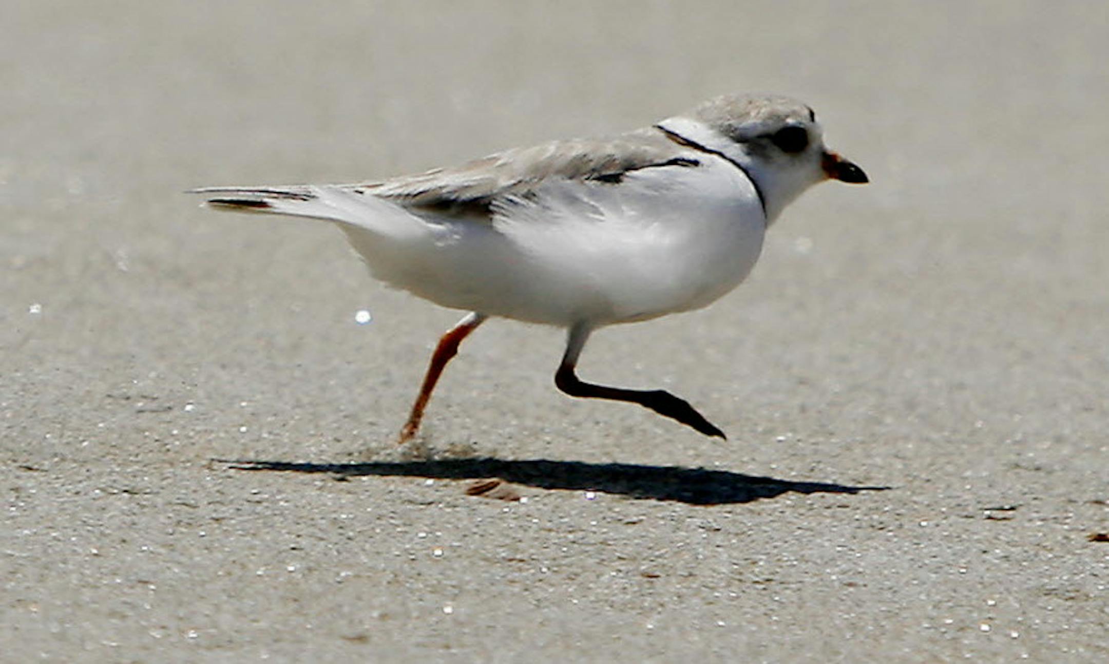 In this June 2006 file photo, a piping plover runs across the beach in Phippsburg, Maine. A conservationist group is encouraging the public to stay away from some areas of Duluth, Minn.'s Park Point beach, after two endangered piping plovers were spotted there on May 5, 2015.