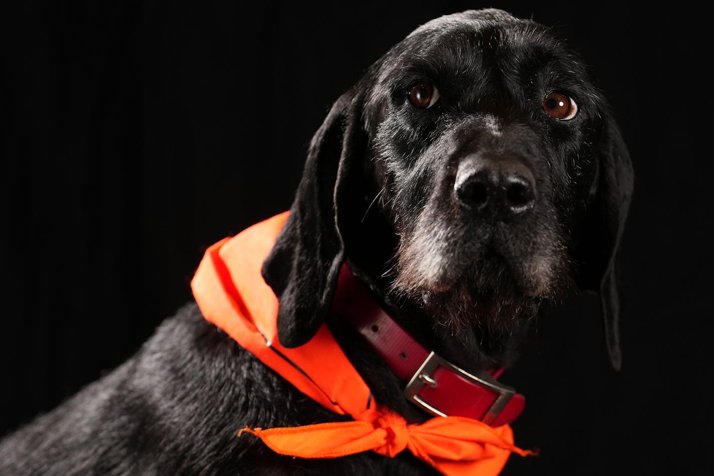 Petrie, a 5-year-old Pudelpointer owned by Rachel Thorson of Story City, Iowa sits for a portrait ahead of the Bird Dog Parade during the National Pheasant Fest &amp; Quail Classic Friday, Feb. 17, 2023 at the Minneapolis Convention Center in Minneapolis. ] ANTHONY SOUFFLE • anthony.souffle@startribune.com