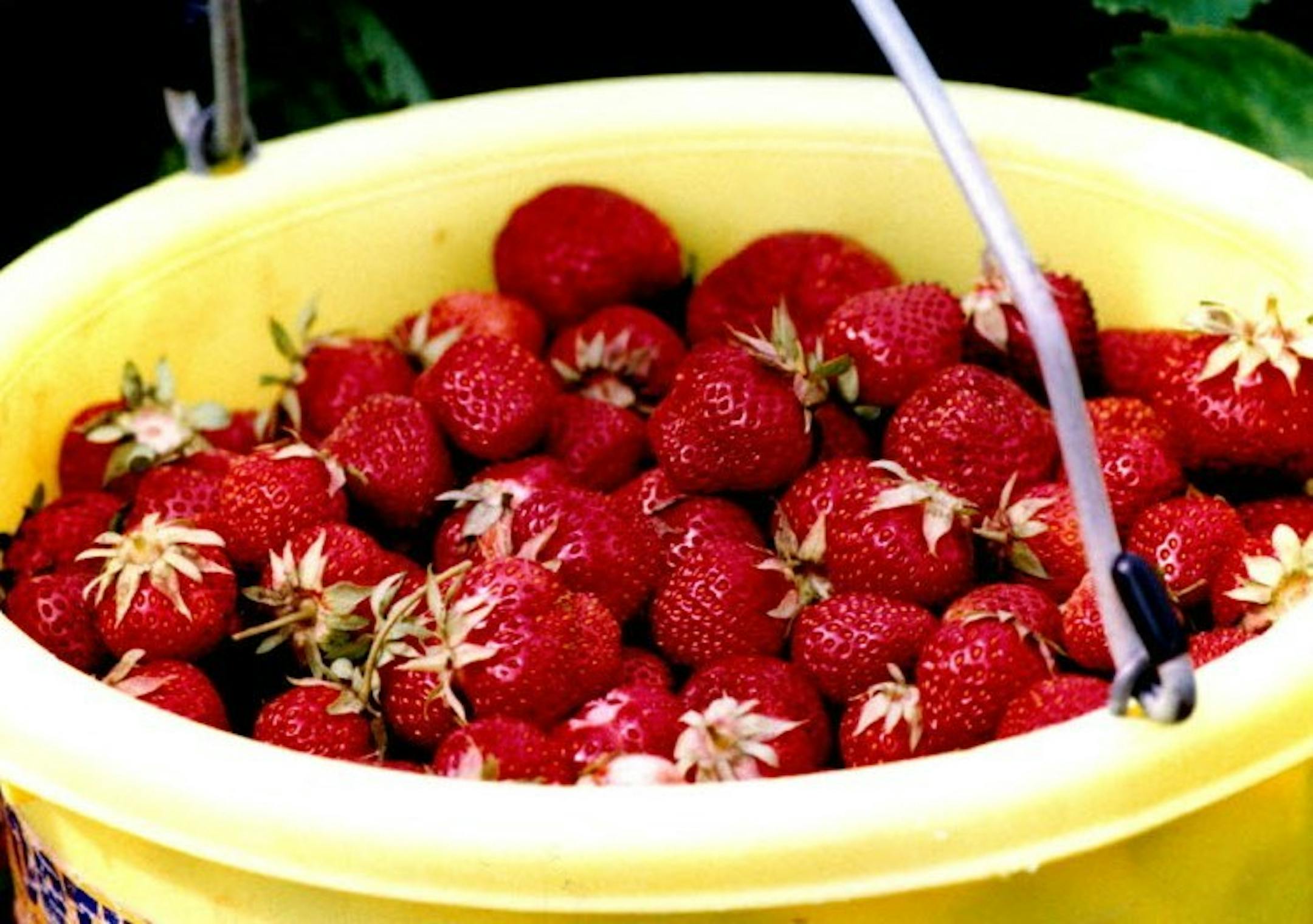 Fresh strawberries fill a bucket at a Minnesota pick-your-own farm.