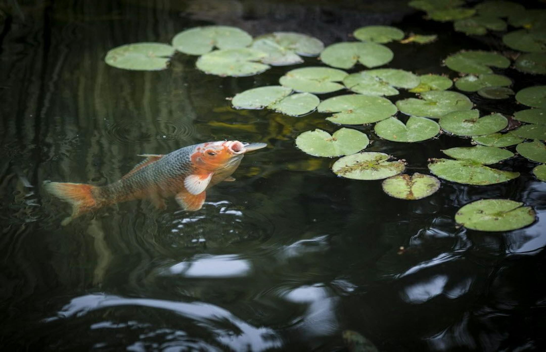A koi fish surfaced in the pond.