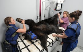 Peggy Callahan, executive director at the Wildlife Science Center, and her daughter Meg, help position Ethel, one of their resident black bears, so Li