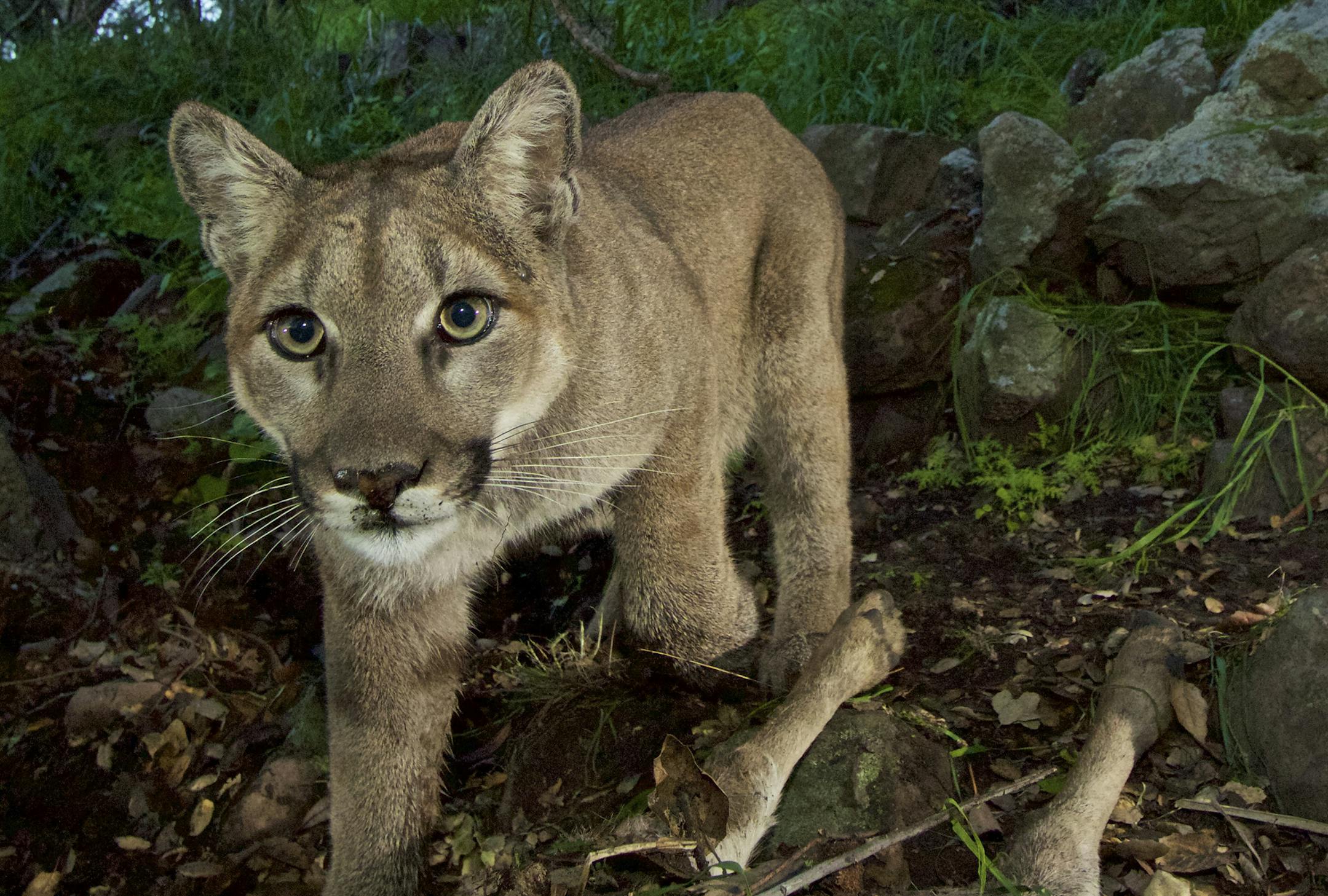 An undated photo from the National Park Service, taken with a remote camera, of a female mountain lion in the Santa Monica Mountains. Wild animal attacks are very rare, but there are some basic precautions you can take, depending on the type of animal. (National Park Service via The New York Times) -- EDITORIAL USE ONLY