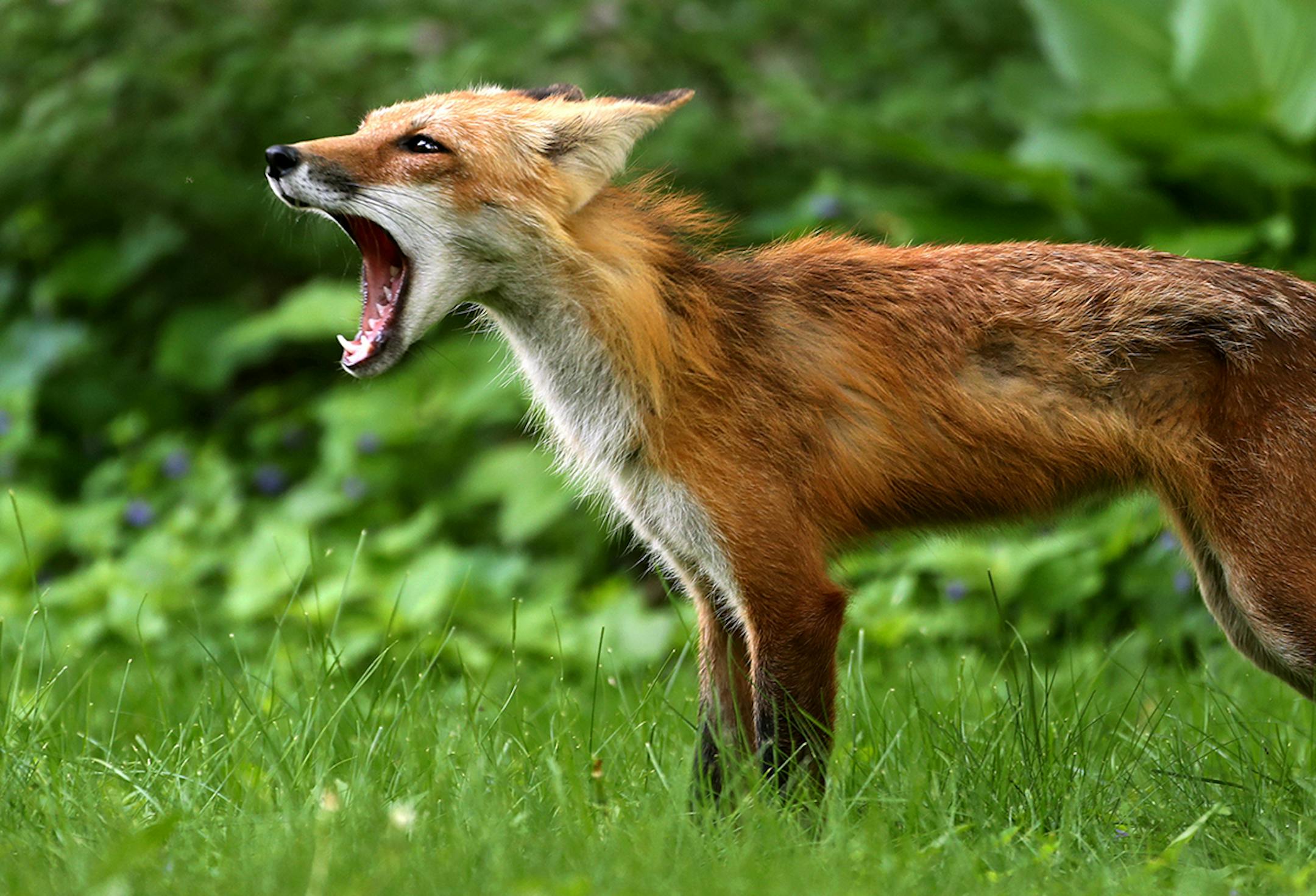 An adult fox barks at a distant dog that had given chase to the fox but quickly ditched by the agile animal, now an urban dweller in downtown. The noise, which sounded more like a scream, is but one of 28 different calls foxes make to communicate and seen Wednesday, June 27, 2018, in Minneapolis, MN.] DAVID JOLES • david.joles@startribune.com Magazine urban wildlife essay