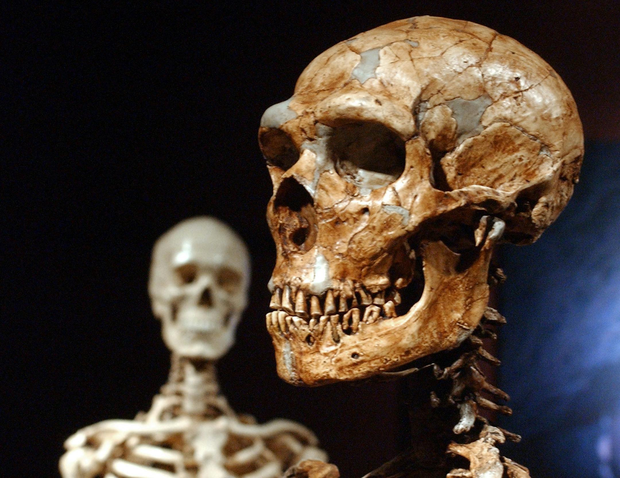 FILE - This Jan. 8, 2003 file photo shows a reconstructed Neanderthal skeleton, right, and a modern human version of a skeleton, left, on display at the Museum of Natural History in New York. Next time you call someone a Neanderthal, better look in a mirror. Much of the genes that help determine most peopleís skin and hair are much more Neanderthal than not, according to two new studies that look at the DNA fossils hidden in the modern human genome. Scientists isolated the parts of the non-