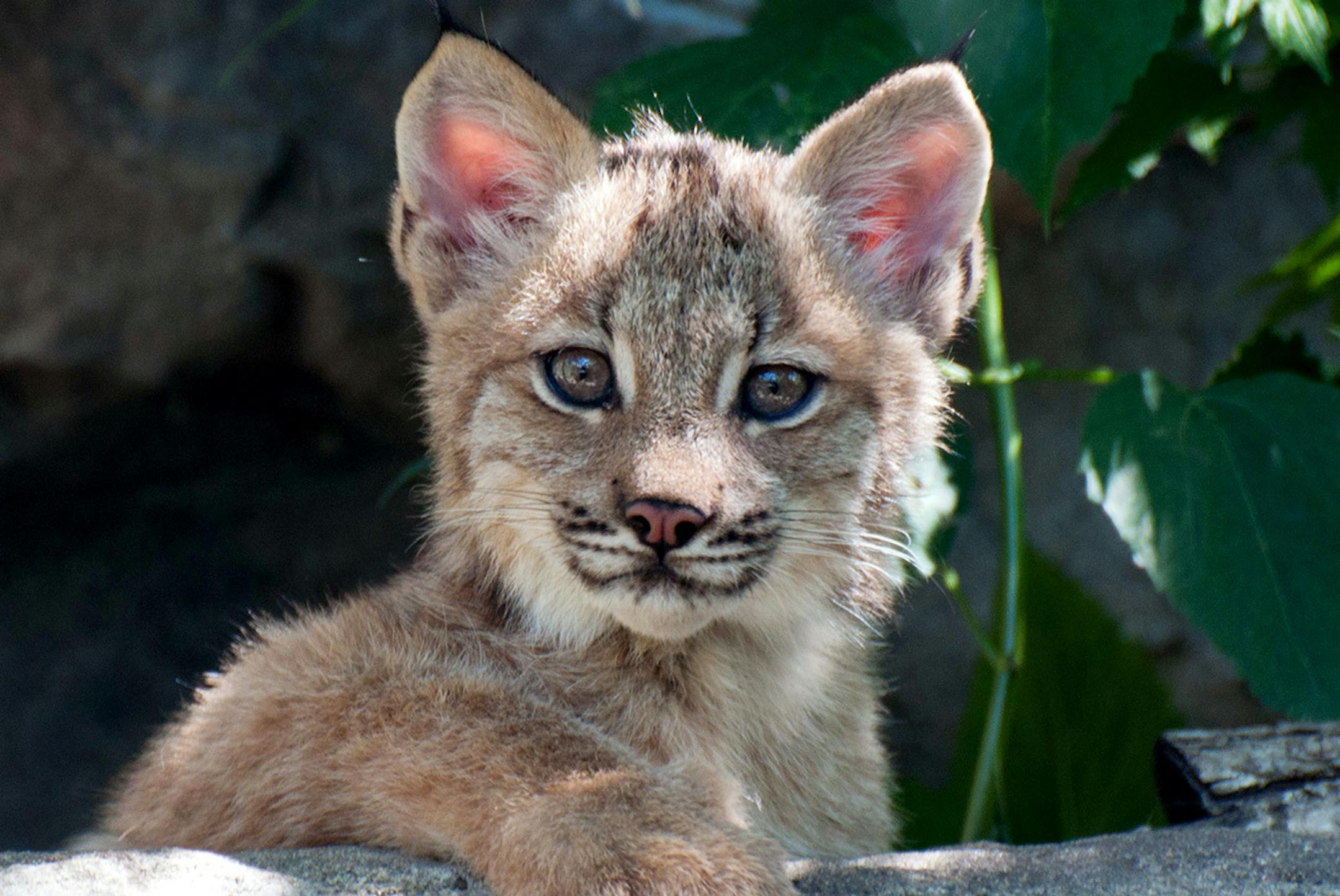 Canada lynx kittens make their debut Thursday at the Minnesota Zoo.