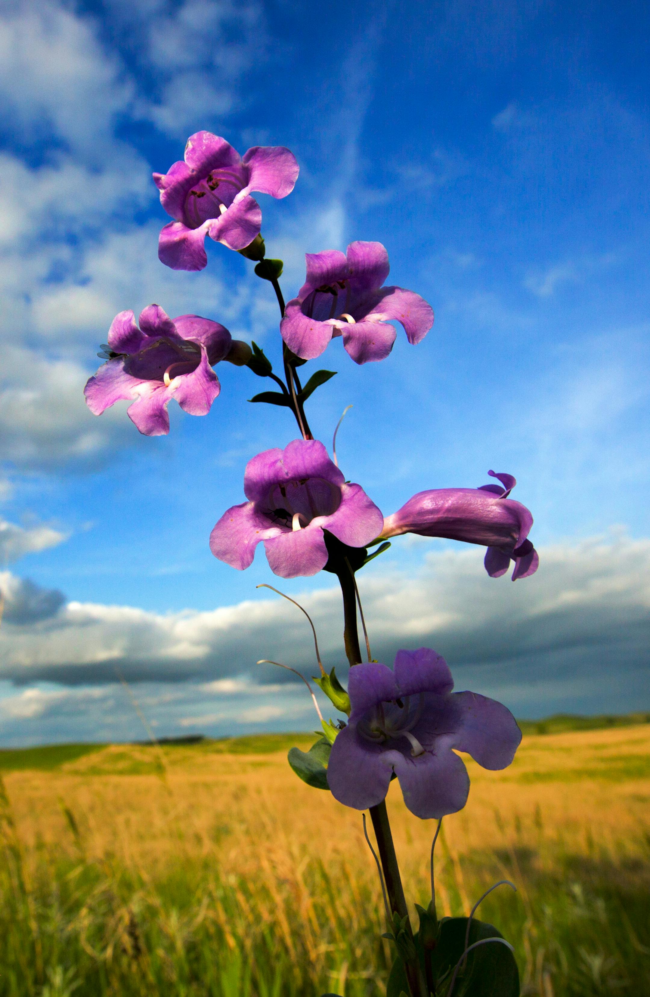 The Large-flowered Beard-tongue is an early bloomer along the rolling grasslands of Glacial Lakes State Park. ] Minnesota State of Wonders - Summer on the Prairie. BRIAN PETERSON ‚Ä¢ brian.peterson@startribune.com Luverne, MN 08/02/14