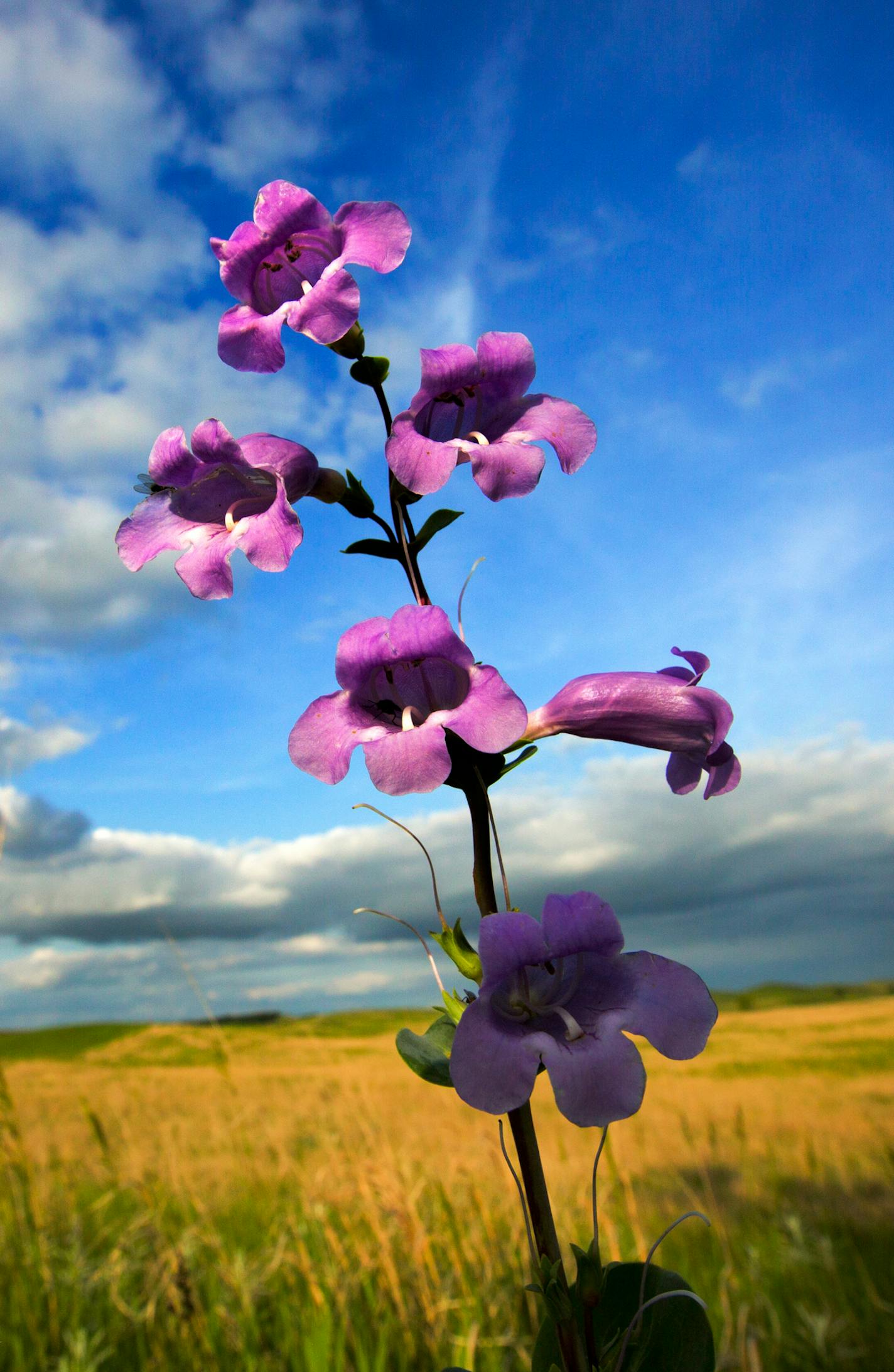 The Large-flowered Beard-tongue is an early bloomer along the rolling grasslands of Glacial Lakes State Park. ] Minnesota State of Wonders - Summer on the Prairie. BRIAN PETERSON &#x201a;&#xc4;&#xa2; brian.peterson@startribune.com Luverne, MN 08/02/14