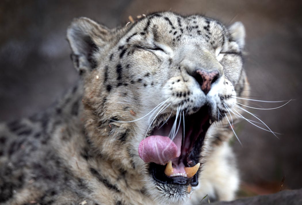 Snow leopard Moutig yawned at the Como Zoo.