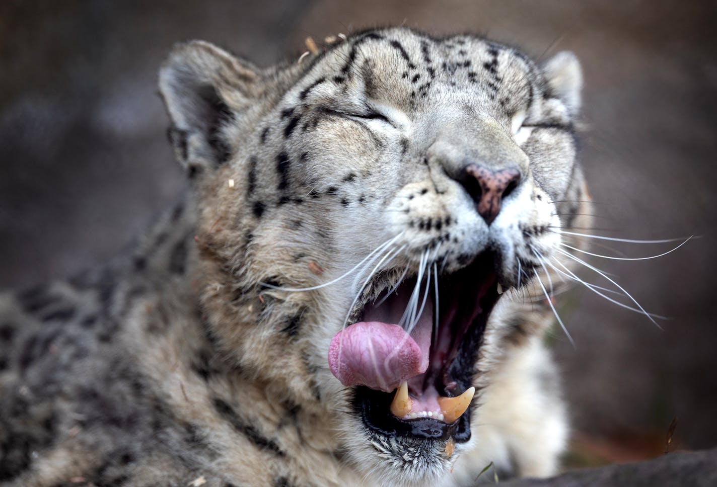 Snow leopard Moutig Tuesday, November 21, 2023, at The Como Zoo in St. Paul, Minn. ] CARLOS GONZALEZ • carlos.gonzalez@startribune.com