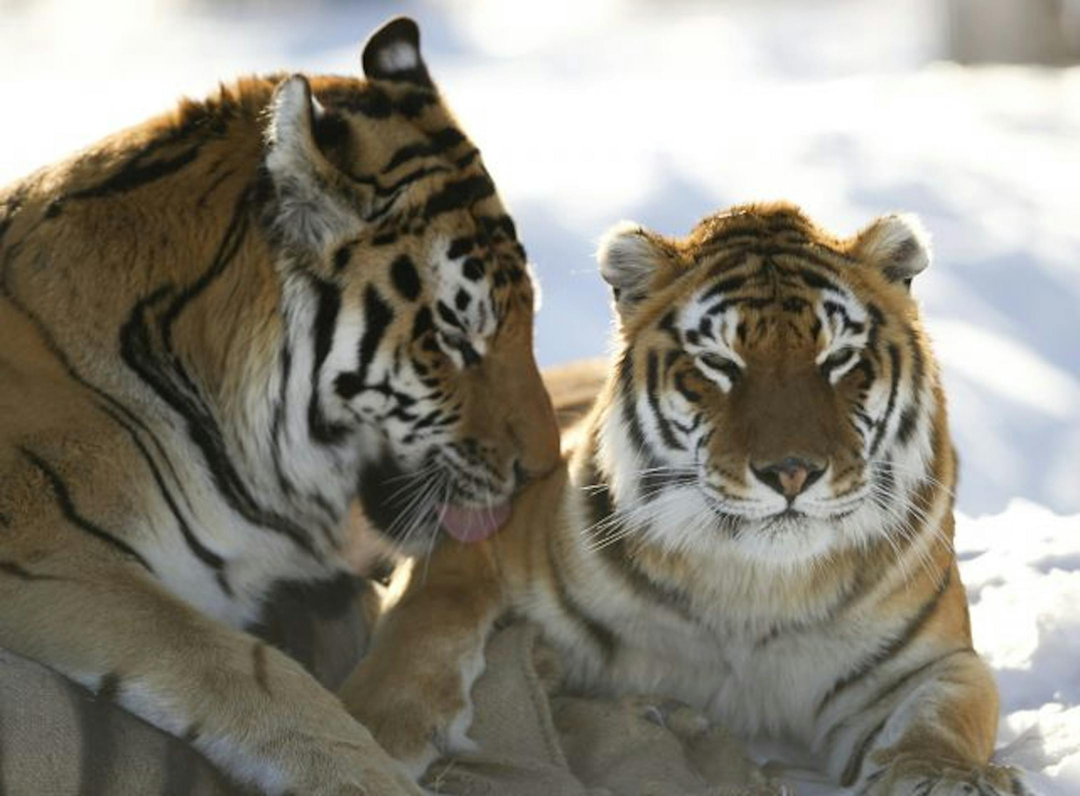 File photo: Wildcat Sanctuary near Sandstone.