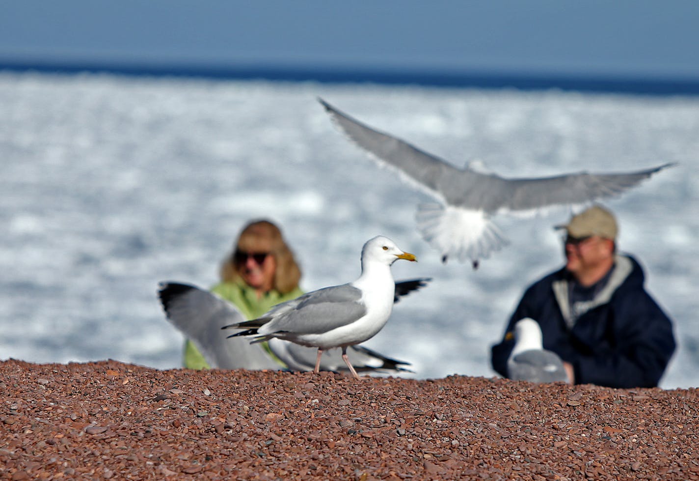 Tourists lined the shore of Lake Superior to feed the birds Sunday, April 27, 2014 in Grand Marais, MN. ] (ELIZABETH FLORES/STAR TRIBUNE) ELIZABETH FLORES &#x2022; eflores@startribune.com