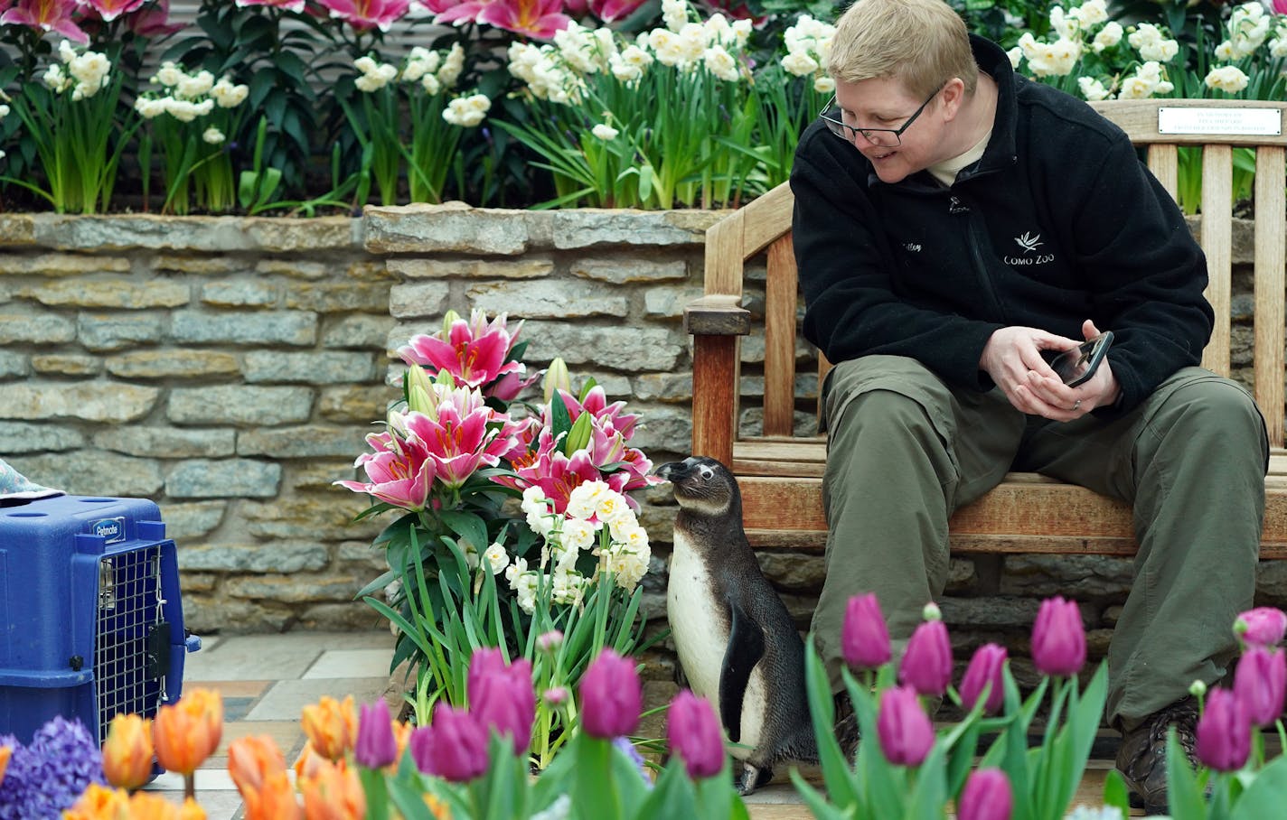 Zookeepers Kelley Dinsmore watched Amahle, an African black footed penguin, after she filmed a video for the zoo in the Sunken Garden at the Marjorie McNeely Conservatory Friday. ] ANTHONY SOUFFLE &#x2022; anthony.souffle@startribune.com Keepers at the Como Zoo took a trio of African black footed penguins Amahle, Cupid, and BJ out for a stroll around the Sunken Garden at the Marjorie McNeely Conservatory as part of the enrichment program for the ambassador birds Friday, April 3, 2020 in St. Paul