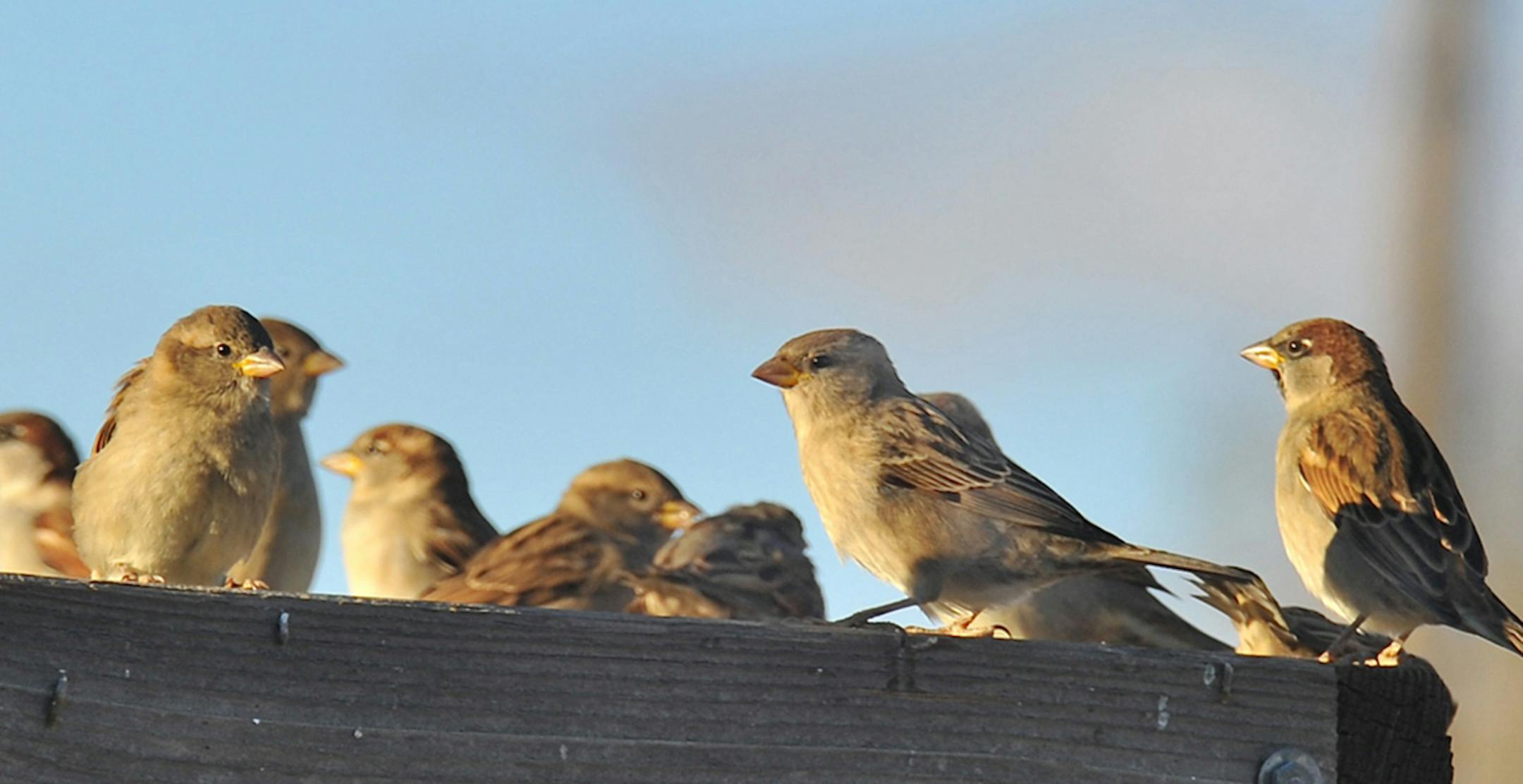 A house sparrow get-together Photo by Jim Williams, special to the Star Tribune