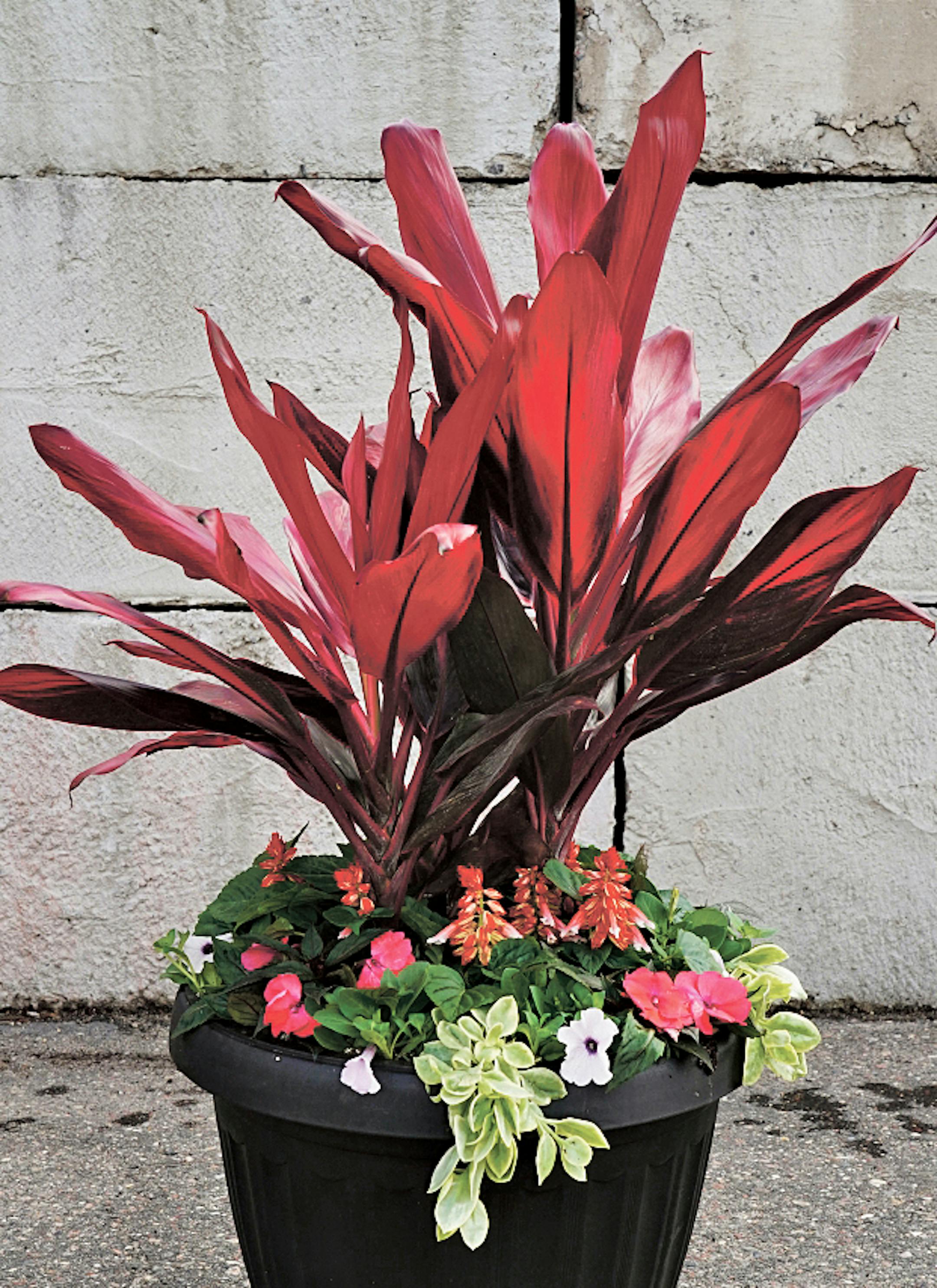 Tropical Getaway: Sun container garden from Lynde Greenhouse & Nursery