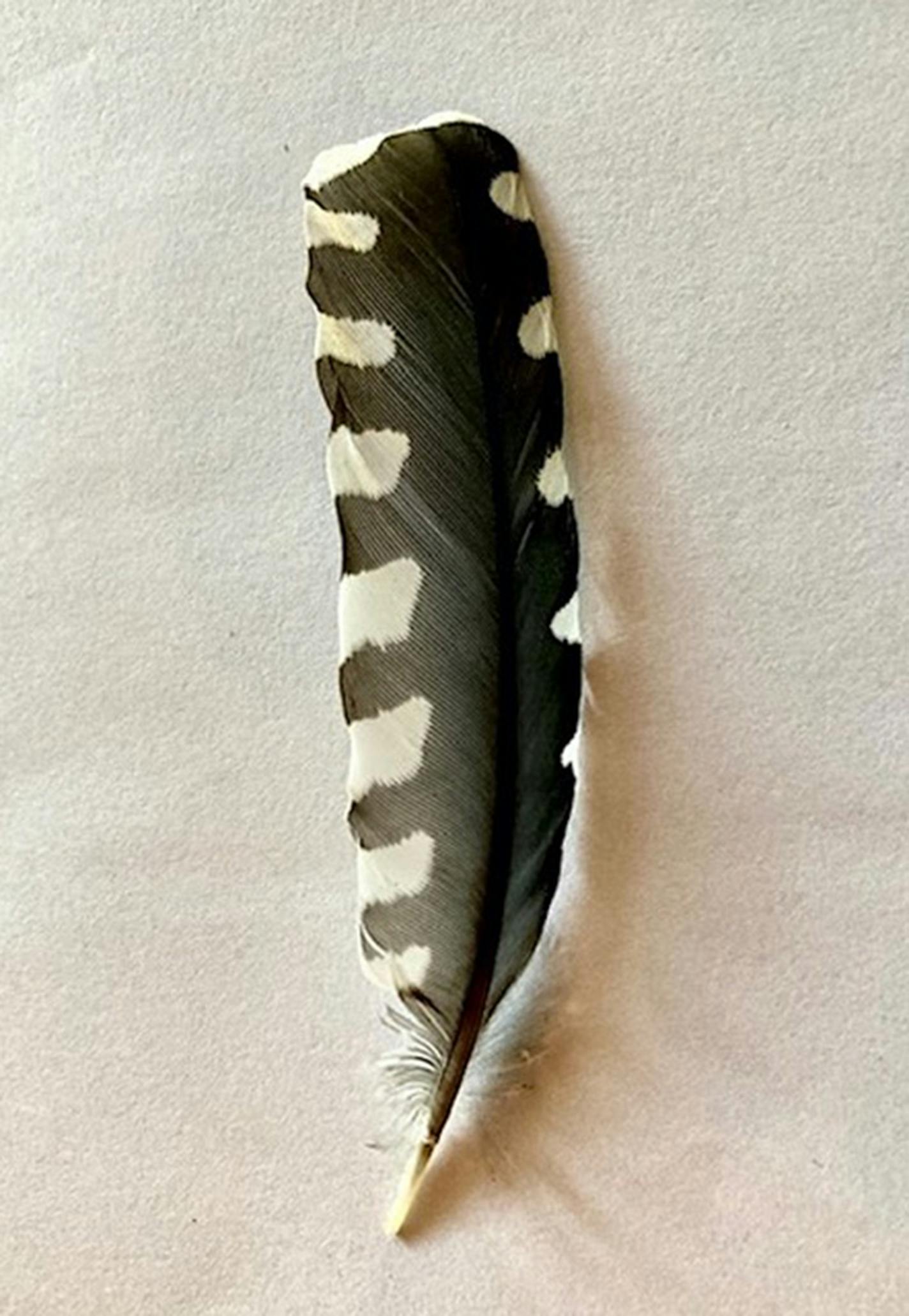 A woodpecker feather