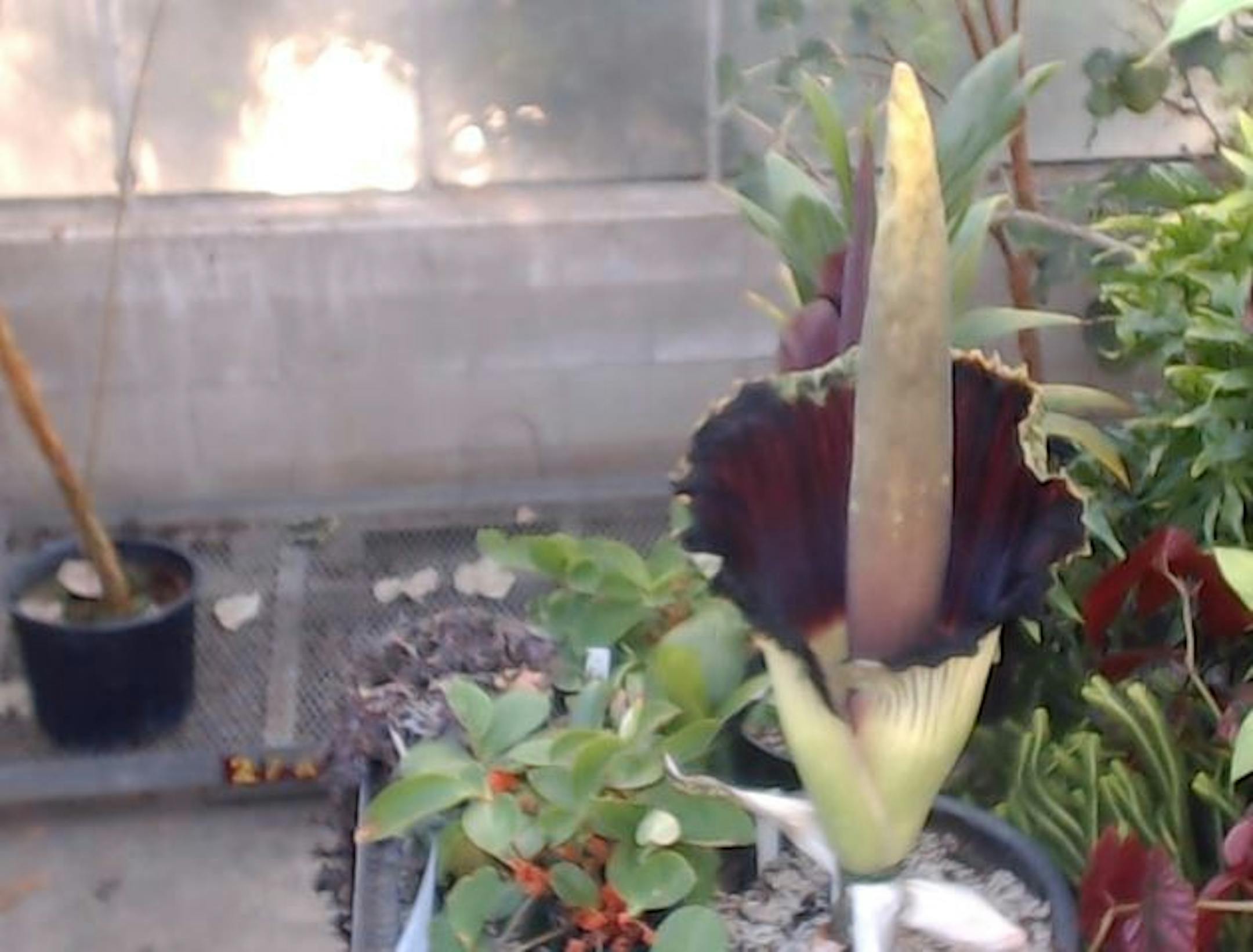 The corpse flower, now in bloom.