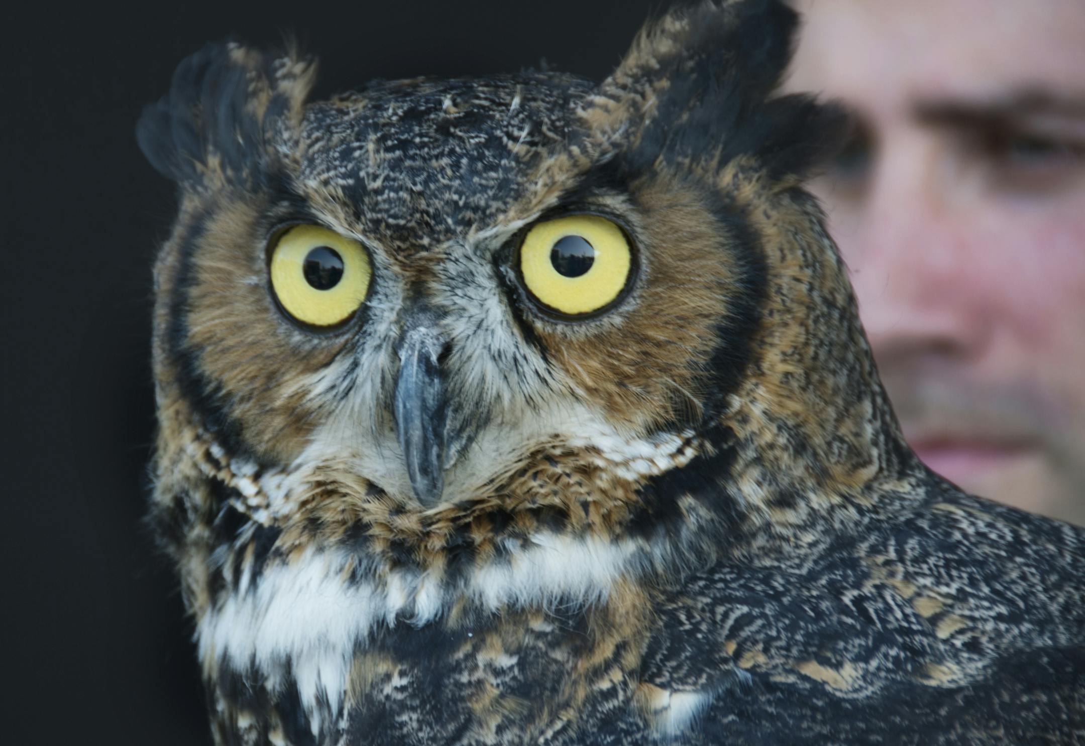 Donald Crook, a zoomobile naturalist from the Minnesota Zoo, held an owl at an exhibit of animals that was part of the opening day festivities at the Whitetail Woods regional park in Dakota County. ] The first major new park in 30 years opens this weekend in a Dakota County that is eager to stem the heavy flow of parks users across their borders and into the celebrated systems in the central cities. Whitetail Woods, at 456 acres, is unique in the state and perhaps the nation because its an off-t
