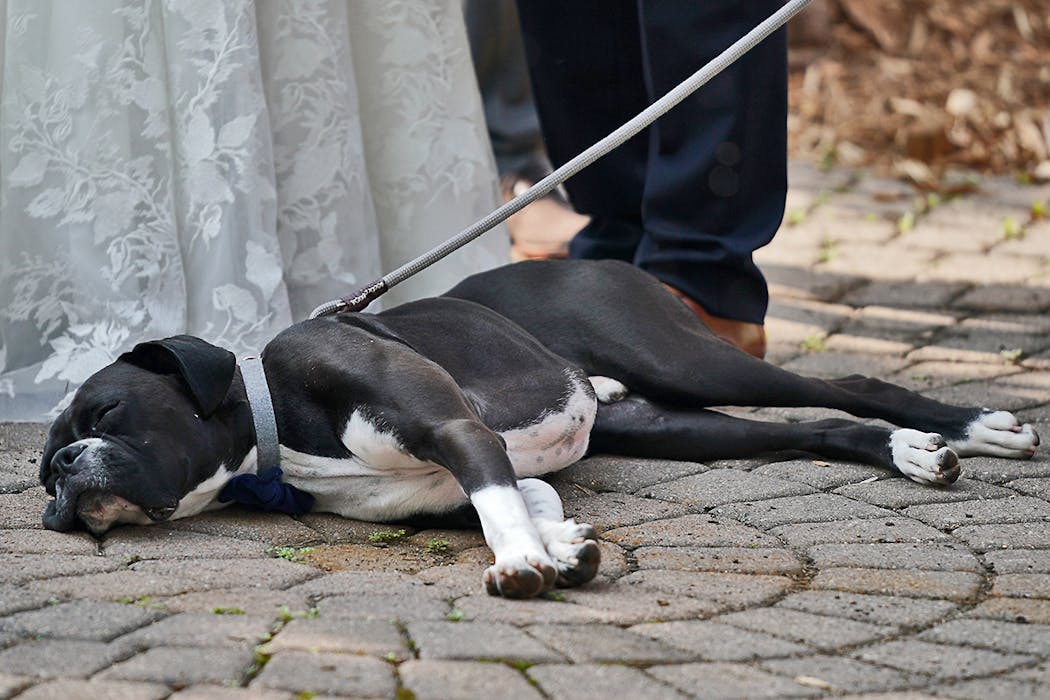 Janet Belland and Mitch Vukowski's dog laid at their feet during the wedding.