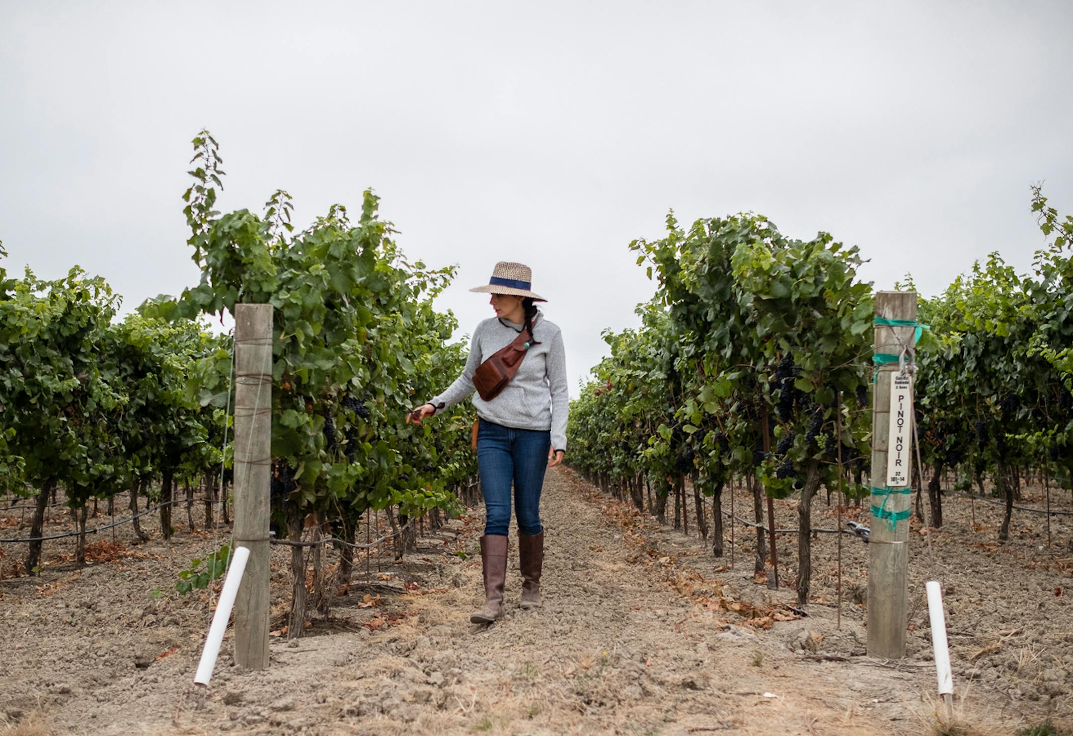 Winemaker Vanessa Robledo walks through her vineyard in "Harvest Season."