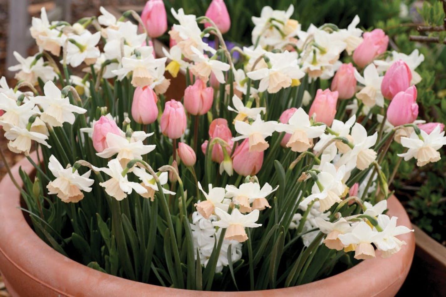 Buy discounted bulbs and plant them in a pot as a gift for someone special.