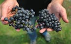 Tom Plocher shows off grapes grown at his vineyard in Hugo, Minn.