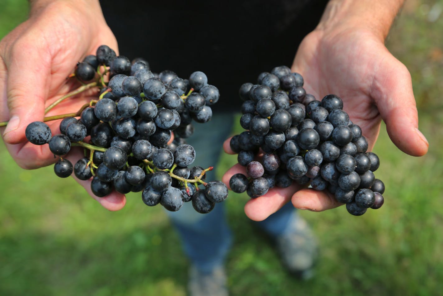 Tom Plocher shows off grapes grown at his vineyard in Hugo, Minn.