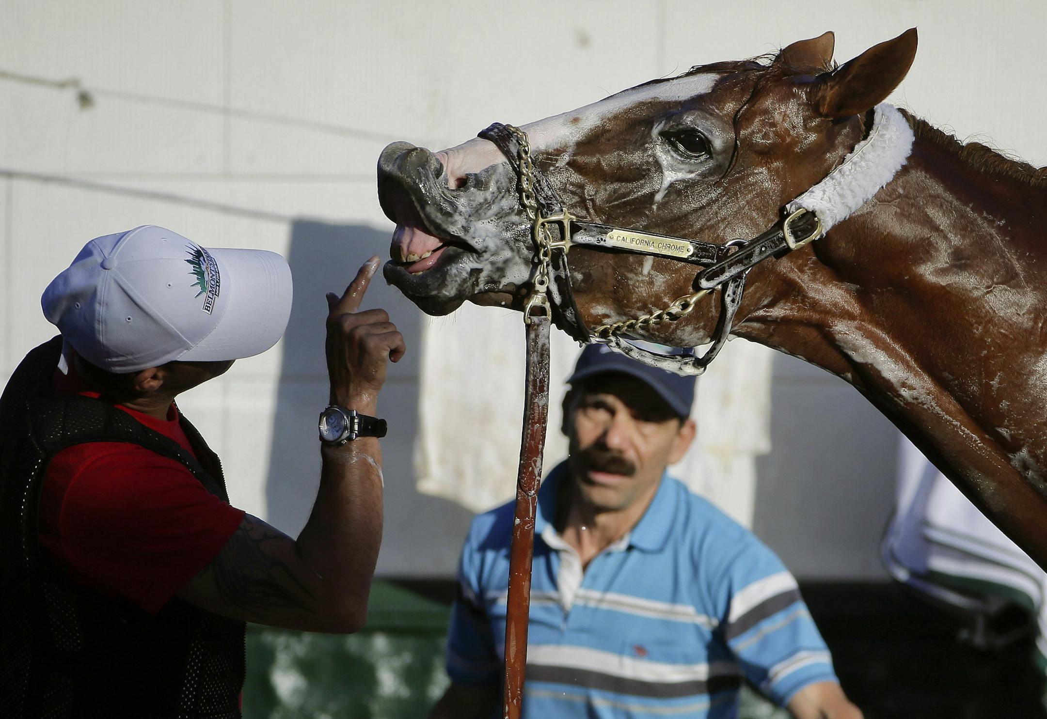 Exercise rider Willie Delgado plays with California Chrome as a groom bathes him after a workout at Belmont Park, Monday, June 2, 2014, in Elmont, N.Y. California Chrome will attempt to become the first Triple Crown winner since Affirmed in 1978 when he races in the 146th running of the Belmont Stakes on Saturday. (AP Photo/Julie Jacobson)