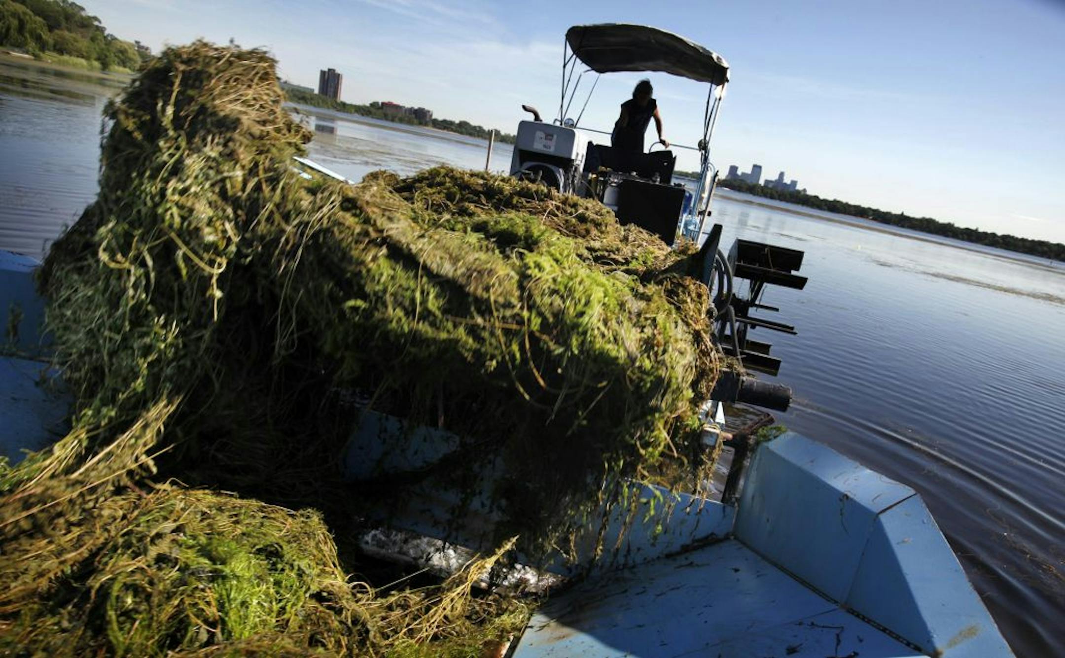 Removal of invasive Millfoil from Lake Calhoun by weed harvester.