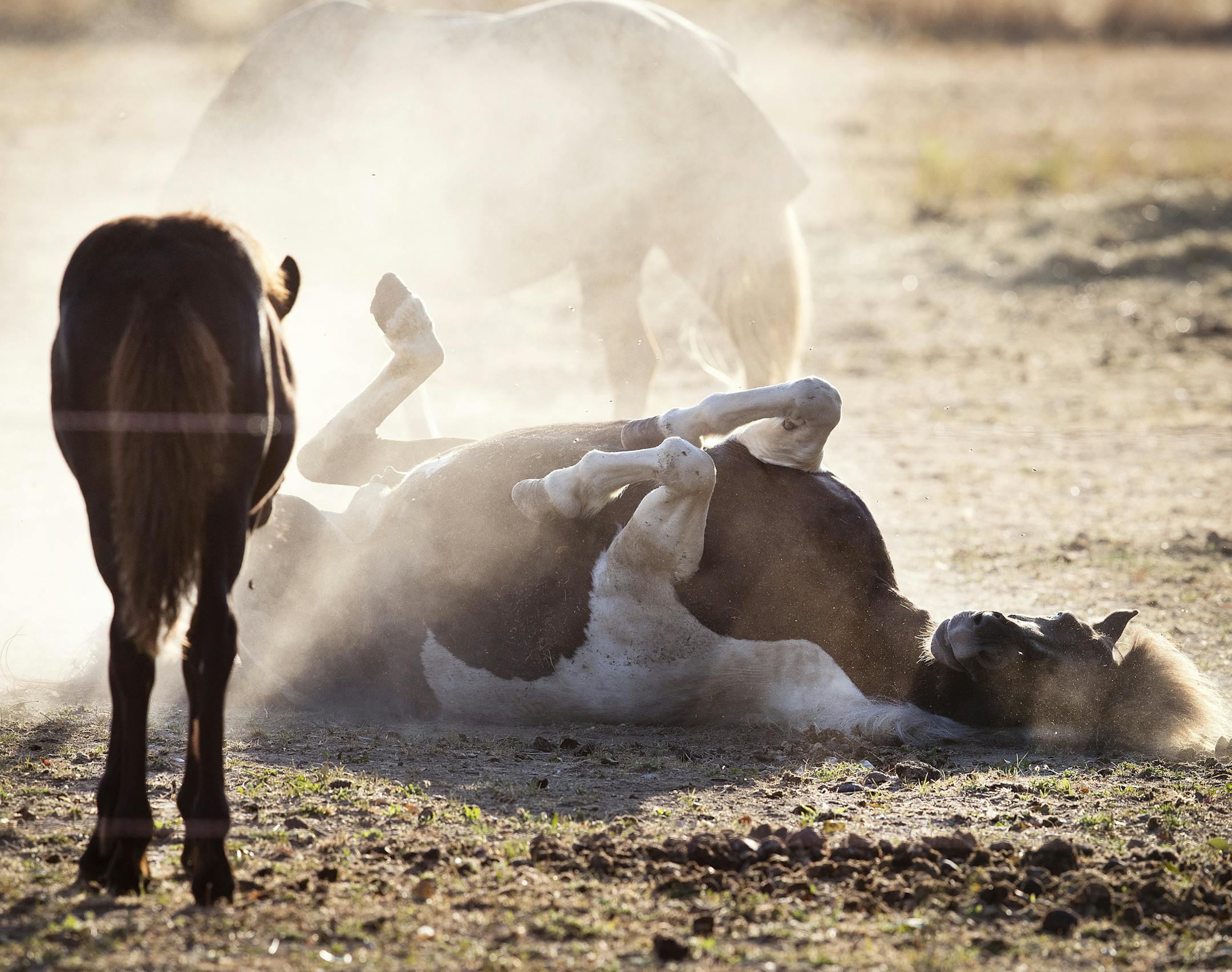 A horse rolls on a dry meadow after a long heat wave in Wehrheim near Frankfurt, Germany, Tuesday, July 31, 2018. (AP Photo/Michael Probst)