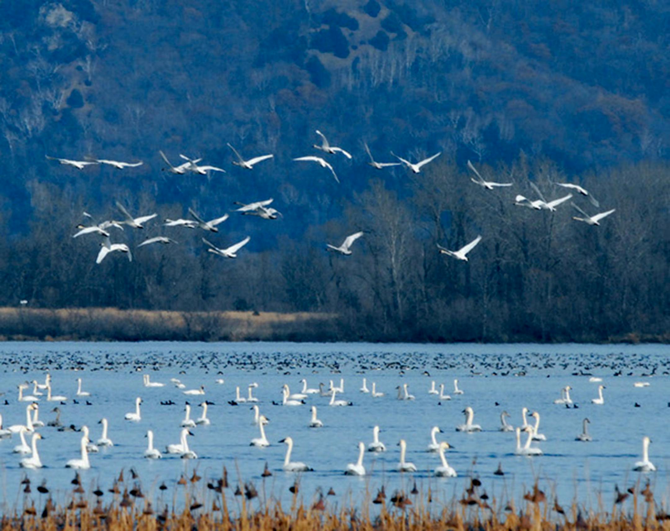 Tundra swans. Jim Williams photo