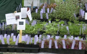 Chanhassen, Mn., Sat., May 11, 2002--Despite the rain, gardeners turned out in force for the Minnesota Landscape Arboretum's spring plant sale.
