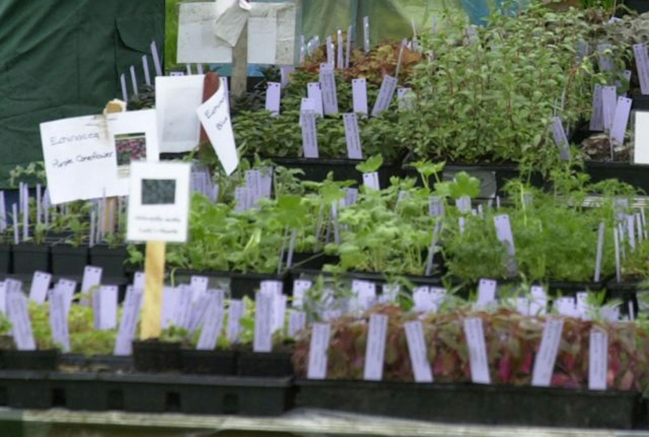 Chanhassen, Mn., Sat., May 11, 2002--Despite the rain, gardeners turned out in force for the Minnesota Landscape Arboretum's spring plant sale.