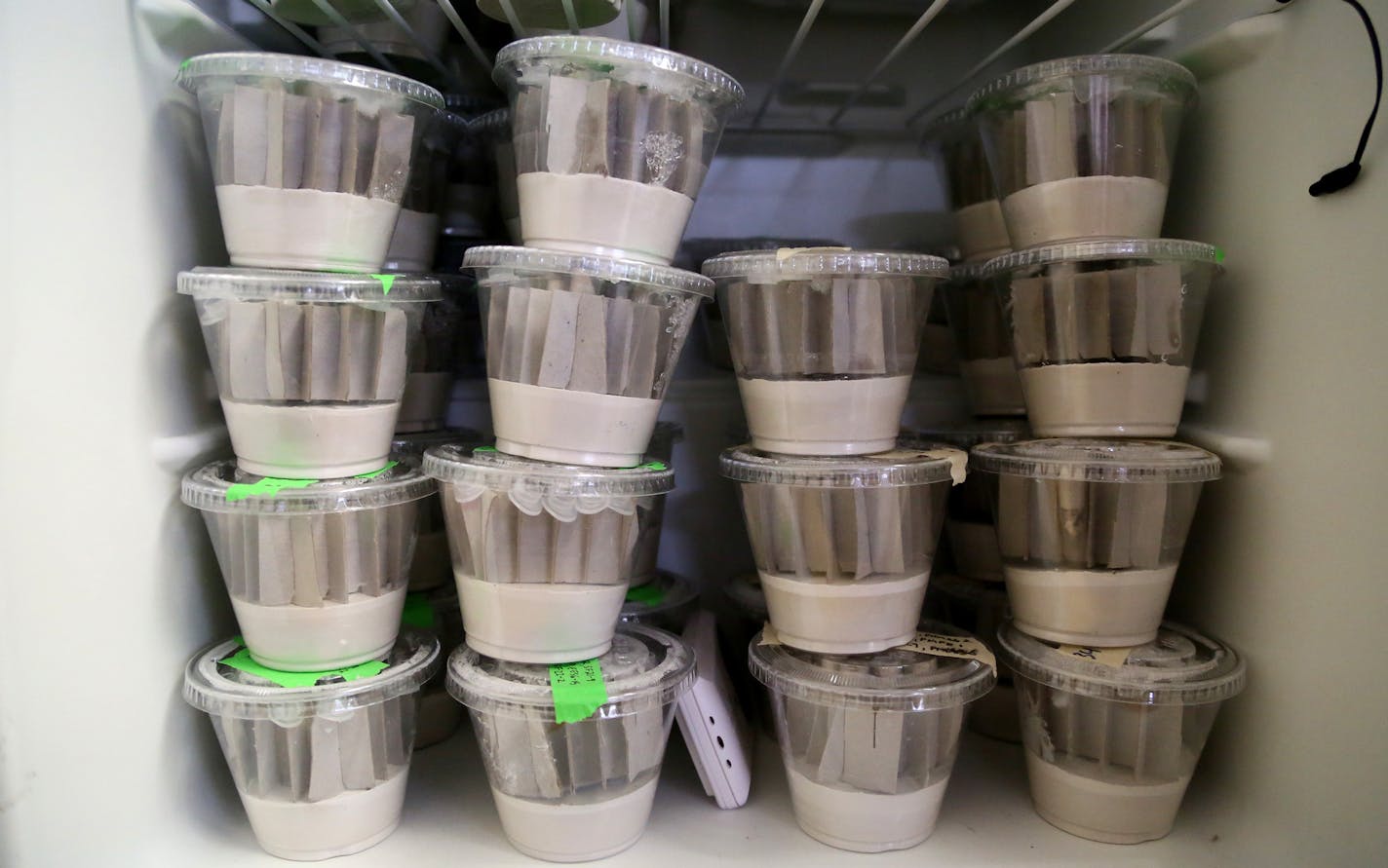 Dakota skipper butterfly is among a group of prairie butterflies and other pollinators that are struggling but the Minnesota Zoo&#xed;s Prairie Butterfly Conservation Program is working to change that. Here, containers holding Dakota skipper caterpillars in a small freezer in the zoo office Wednesday, Feb. 25, 2015, at the Minnesota Zoo in Apple Valley, MN.]DAVID JOLES/STARTRIBUNE)djoles@startribune.com Conservation has always been a large part of the Minnesota Zoo's core mission, but this year