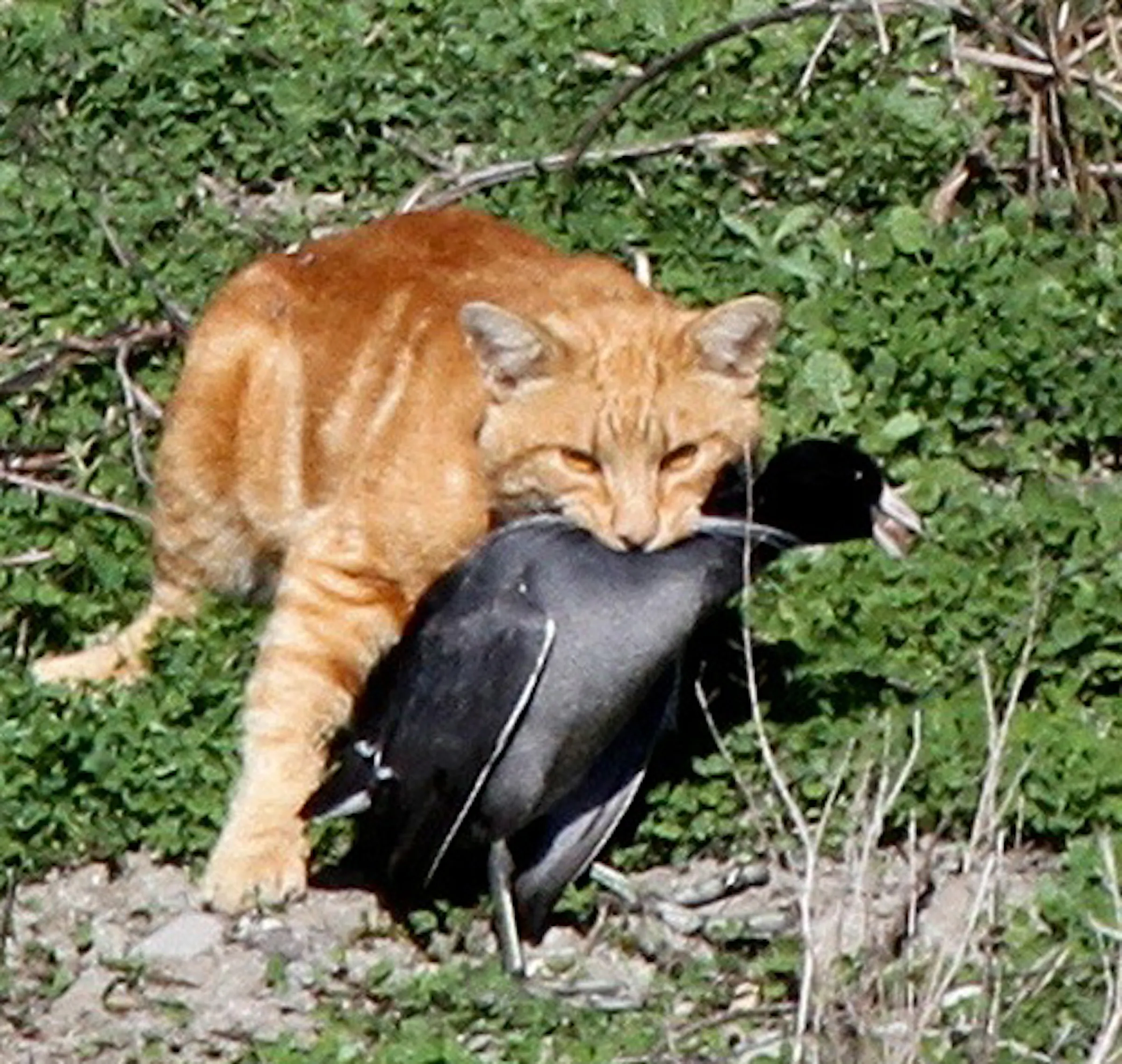 Cats are an invasive species