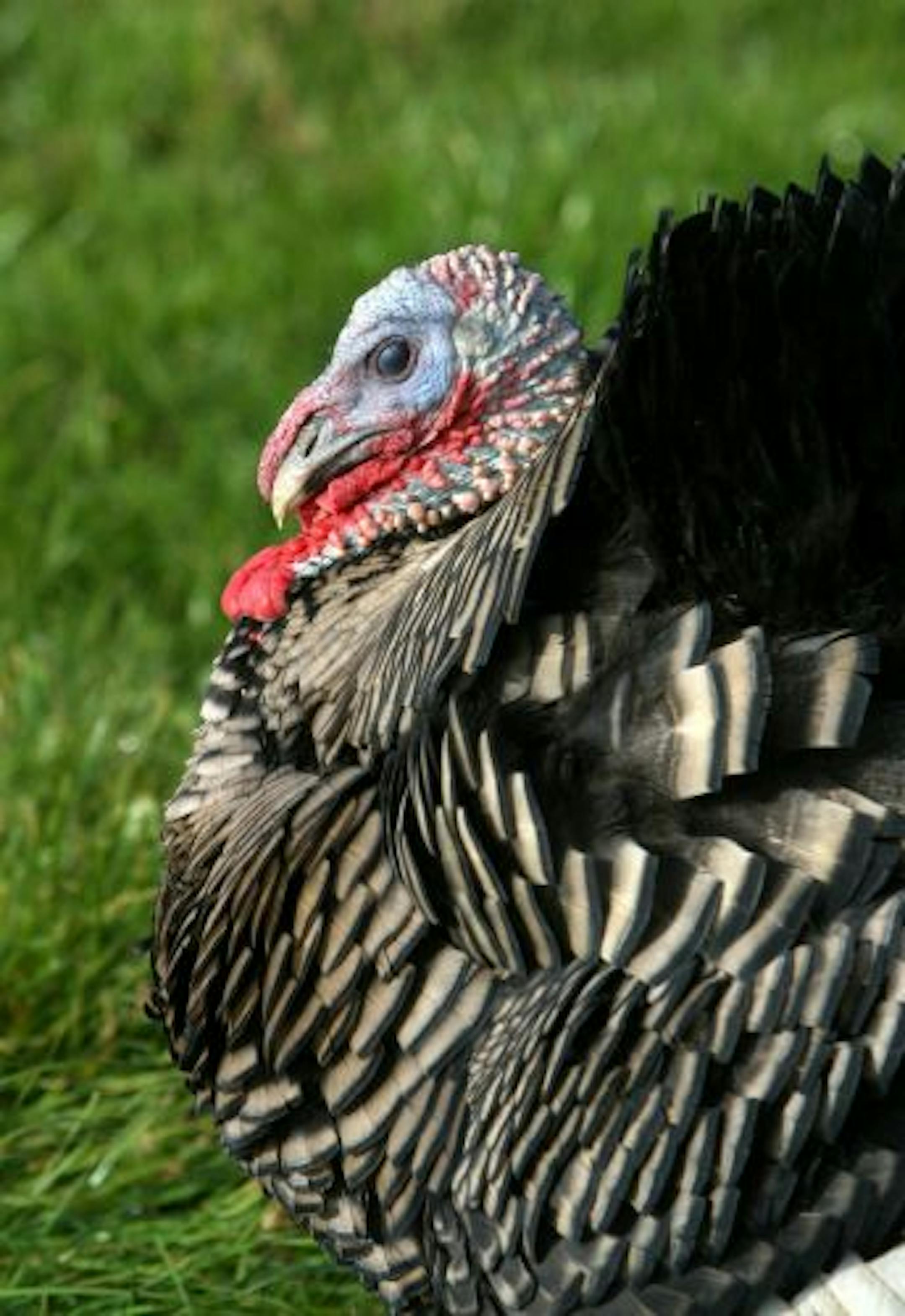 Local farmers raise heritage breeds and free-range, organic varieties. To cook these tasty birds, use plenty of butter or olive oil, and baste frequently.