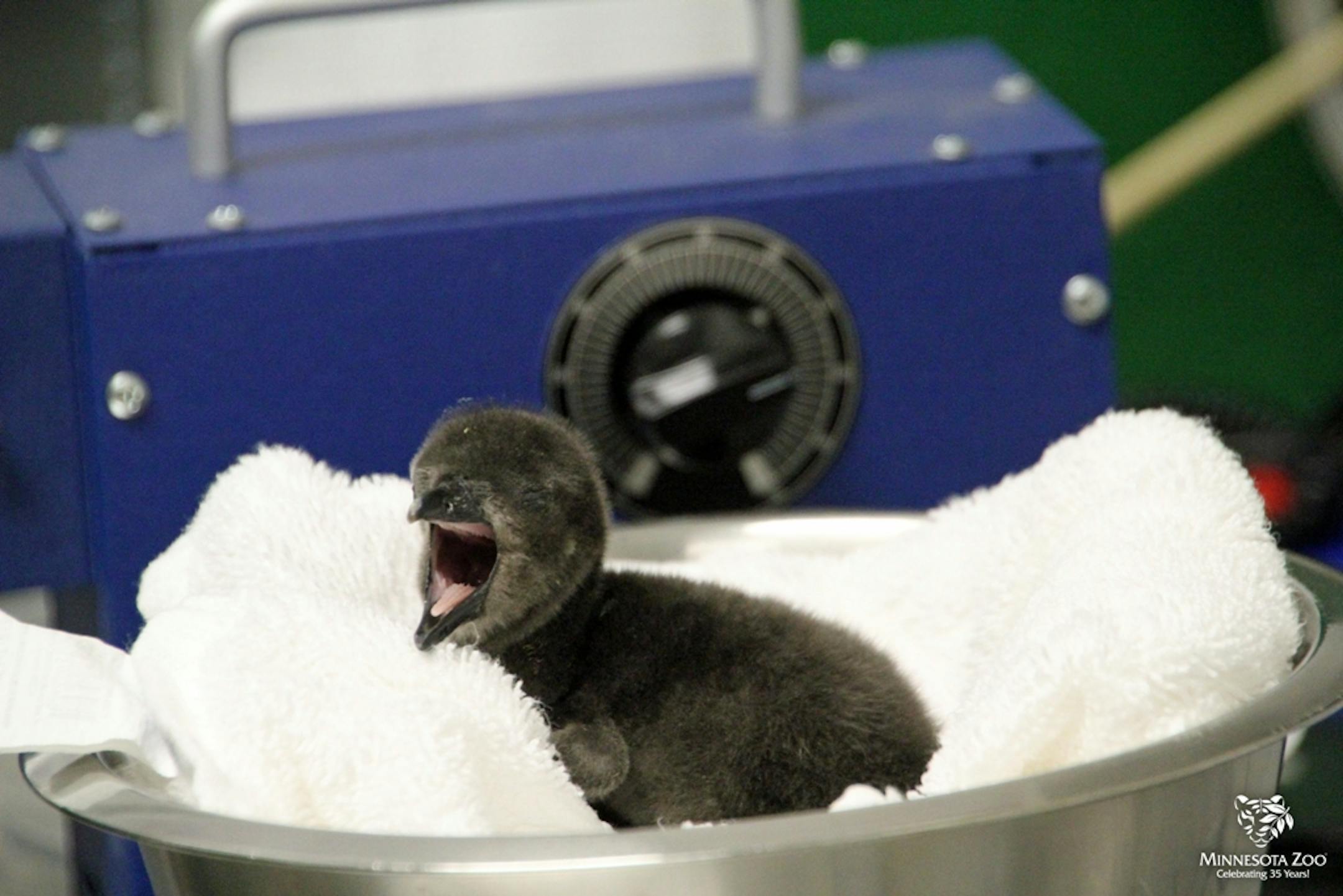 Penguins were hatched this week at the Minnesota Zoo