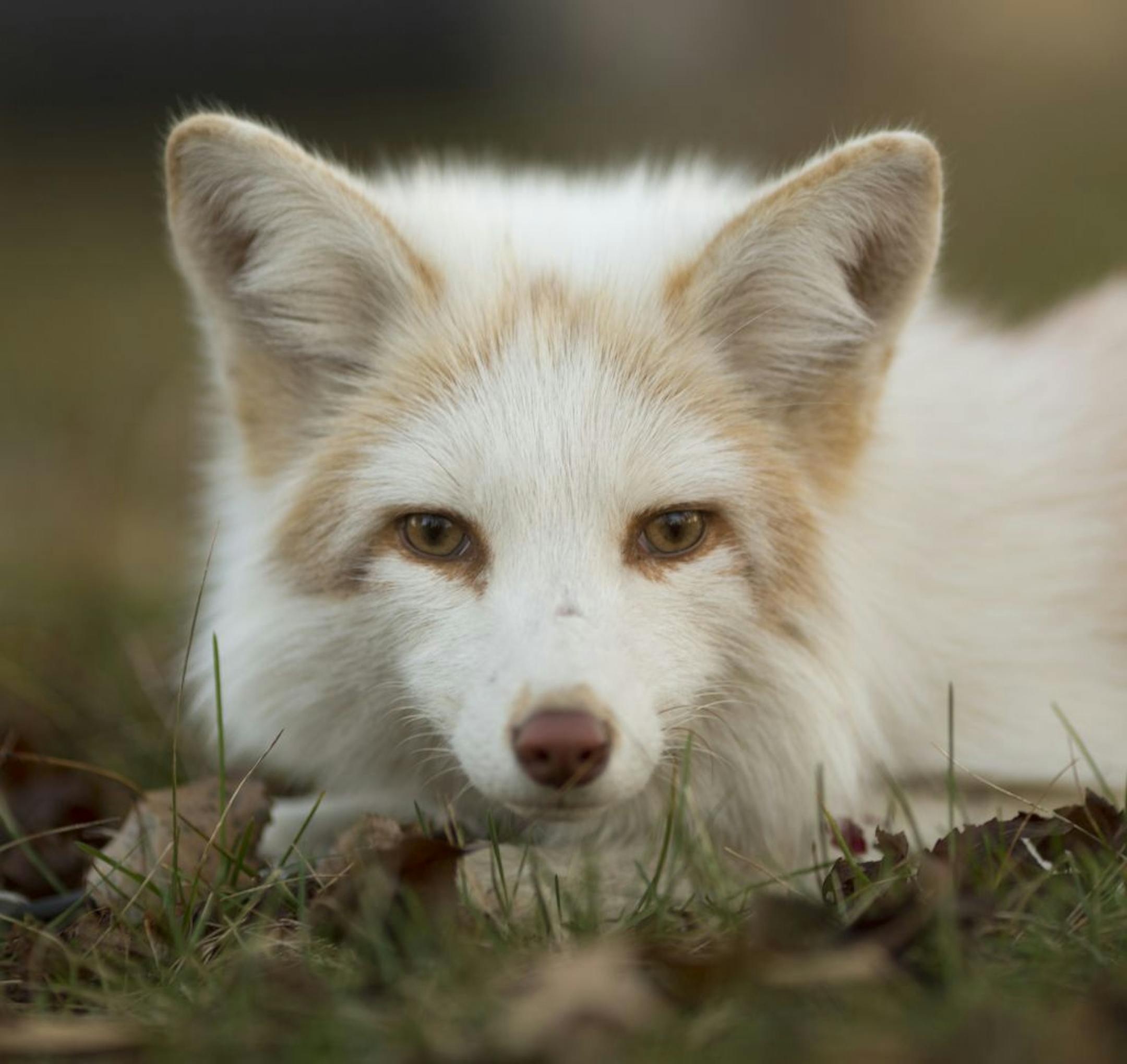 An pet arctic fox on the lam has twice fooled Hastings police into thinking the pet was a stray white dog. "He outfoxed us twice," said Police Chief Paul Schnell. The sly fox is owned by Natalie Crusan, 22, who lives on a farm outside of town and raised the fox since it was six weeks old. Natalie Crusan's eight month-old pet fox, Vixie, at home on her farm outside of Hastings, Minn. Tuesday evening, November 20, 2012.