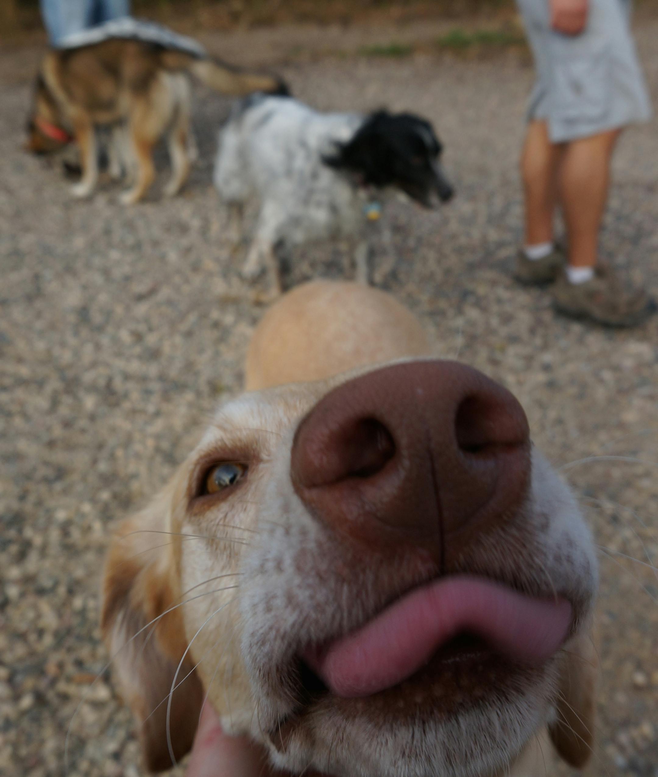 Dog park at Cleary Lake Regional Park. Photo by Dylan Peers McCoy