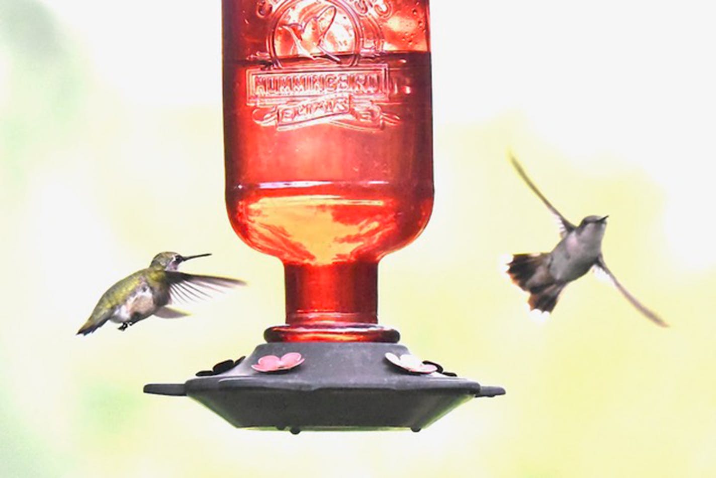 One hummingbird approaches a red feeder as another one flies away.