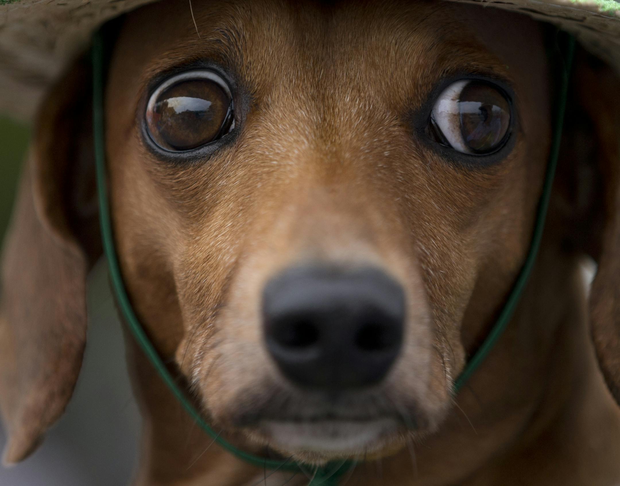 A dog is seen during the "Blocao" dog carnival in Rio de Janeiro, Brazil, Sunday, Feb. 16, 2014. About 100 dogs have had their day at a pre-Carnival bash in Rio de Janeiro. A 10-man brass band and a singer belting out Rio's anthem song "Cidade Maravilhosa" (Marvelous City) kicked off the four-footed fest as dog owners gathered to party down with pooches on Copacabana beach Sunday. (AP Photo/Silvia Izquierdo)