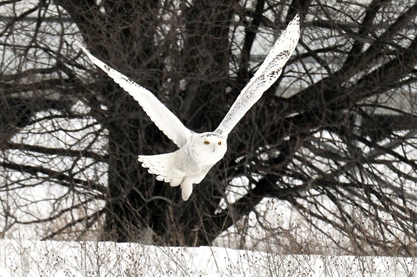 Snowy owls blend into the snowy landscape, except for those yellow eyes.