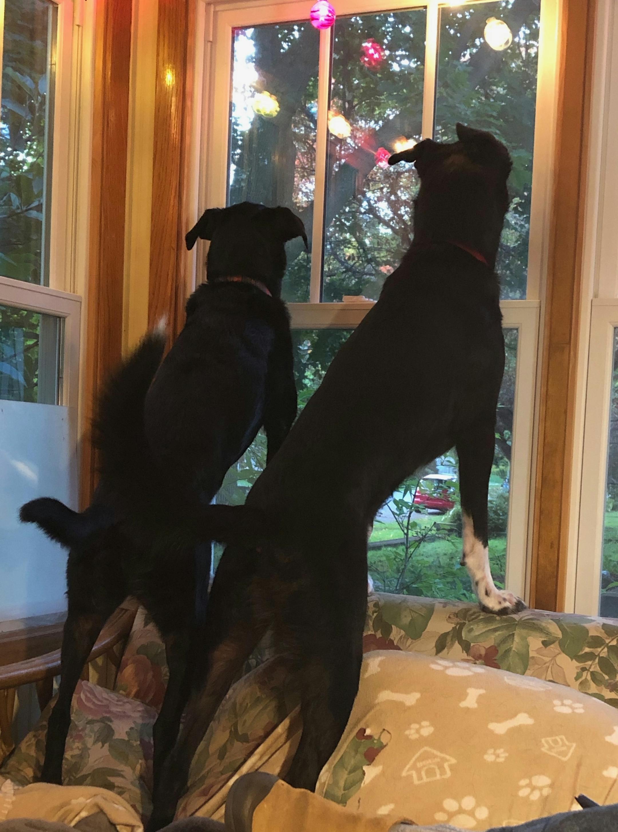Rosie and Angus remain the best of pals, keeping watch over the house and the neighborhood together.